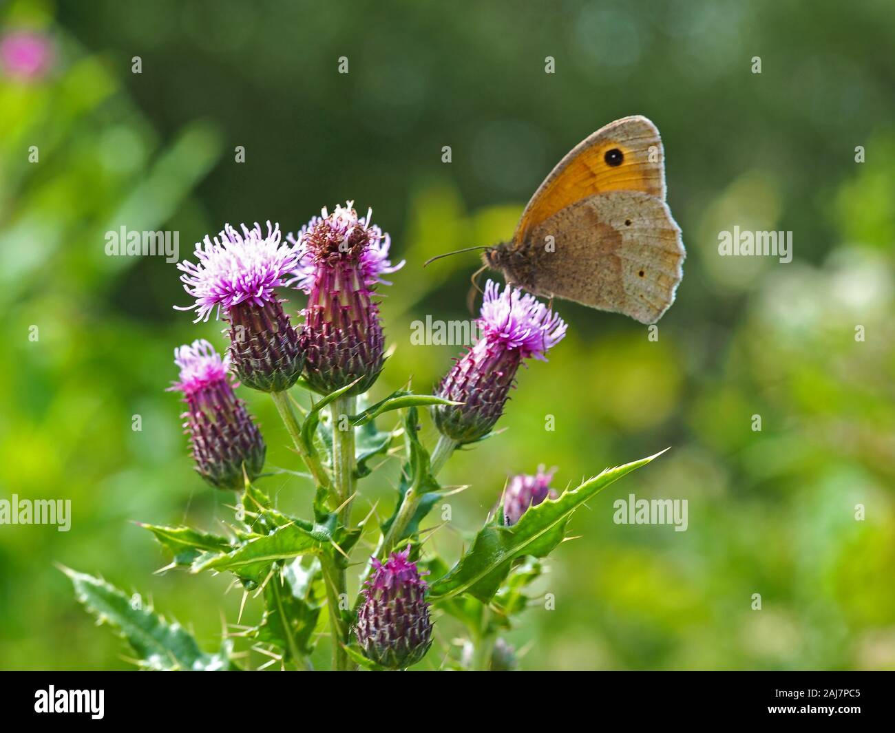 Prato farfalla marrone, Maniola jurtina, su un viola fiore di cardo Foto Stock