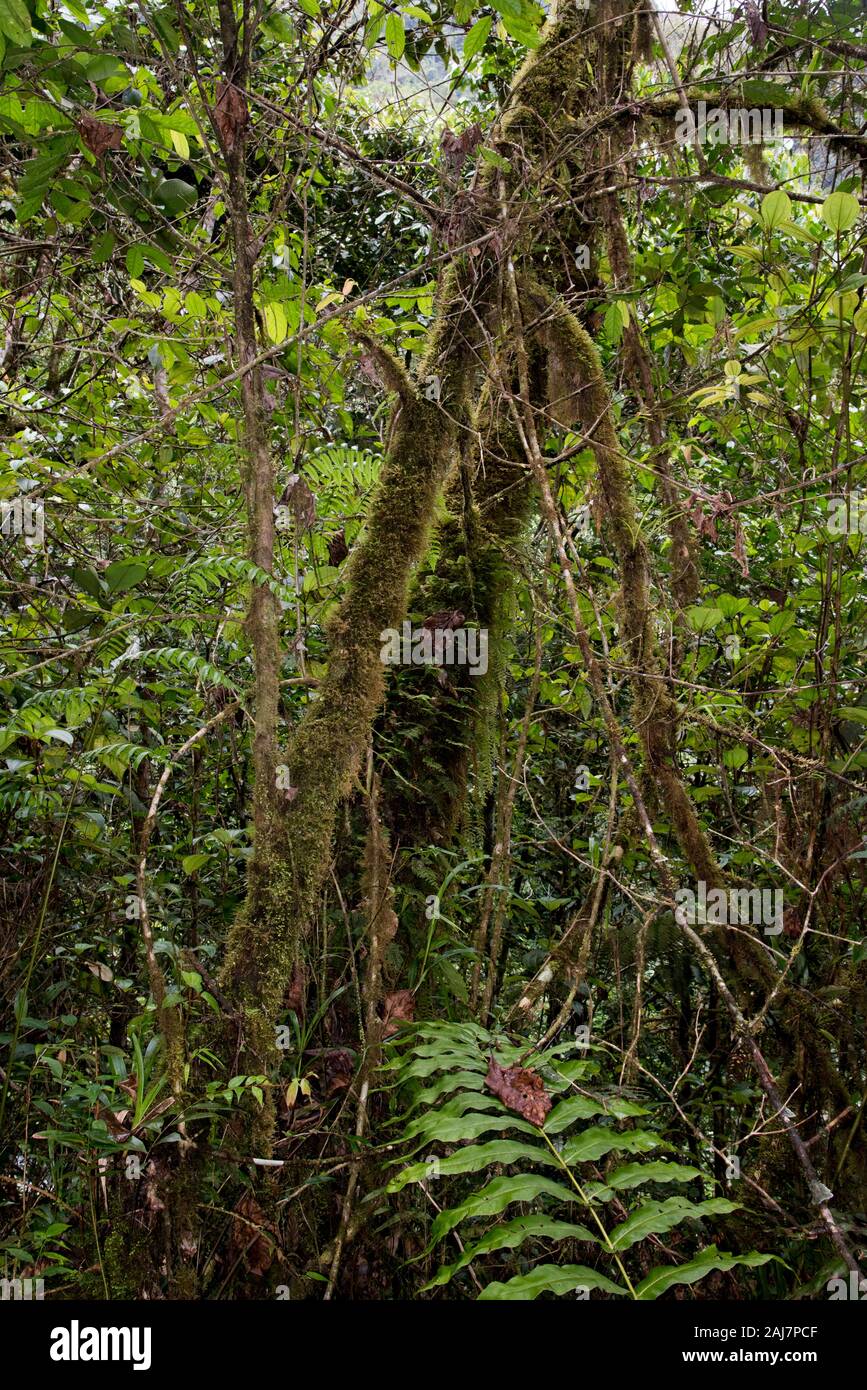 Lichen nel Parco Nazionale tropicale di Podocarpus nelle Ande a 1000 metri sul livello del mare in Ecuador. Foto Stock