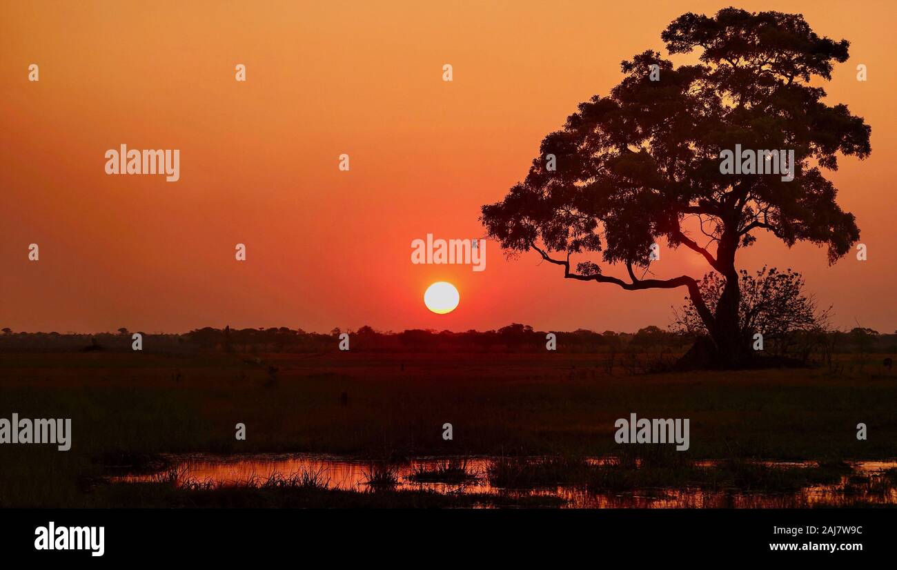 Un bellissimo tramonto Africano in Okavango Delta, il Botswana. Foto Stock