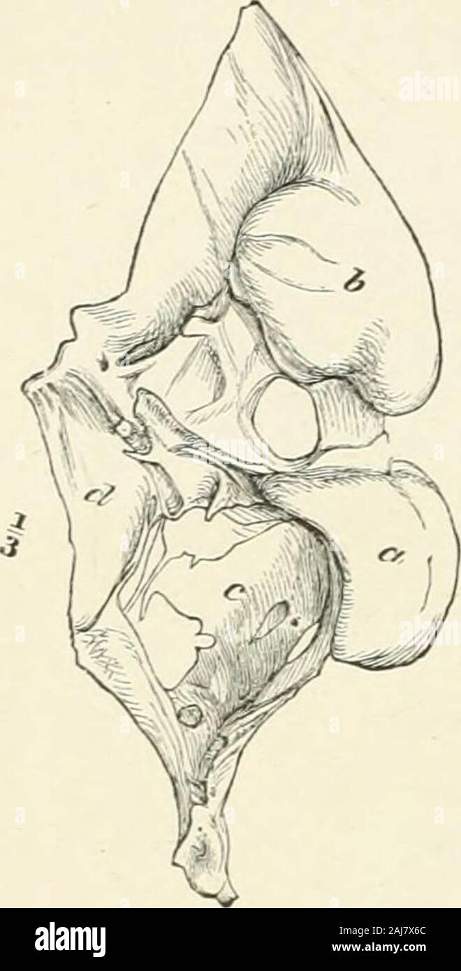 Un trattato di zoologia . caratteri primitivi :ci sono un ripiano subocular, scale ctenoid,quattro branchie, abbinato e alette mediane con spine,e ben sviluppato di nervature pleurica. Il corpo-scale si estendono fra o su tessuto dermico raysof le alette mediane. Essi sono probabilmente moreclosely relativi a Sub-Tribe B rispetto alla anyother Perciformes. Famiglia Chaetodontidae. Il bodybecomes molto compressa e profonda, il mouthproduced avanti, la faccia più verticali,e una molto alta cresta supraoccipital è con-tinued ai lati nella cresta pterotic ;si è enormemente ingrandita in Ejjhippus (Fig.442) ; il minuto setifor Foto Stock