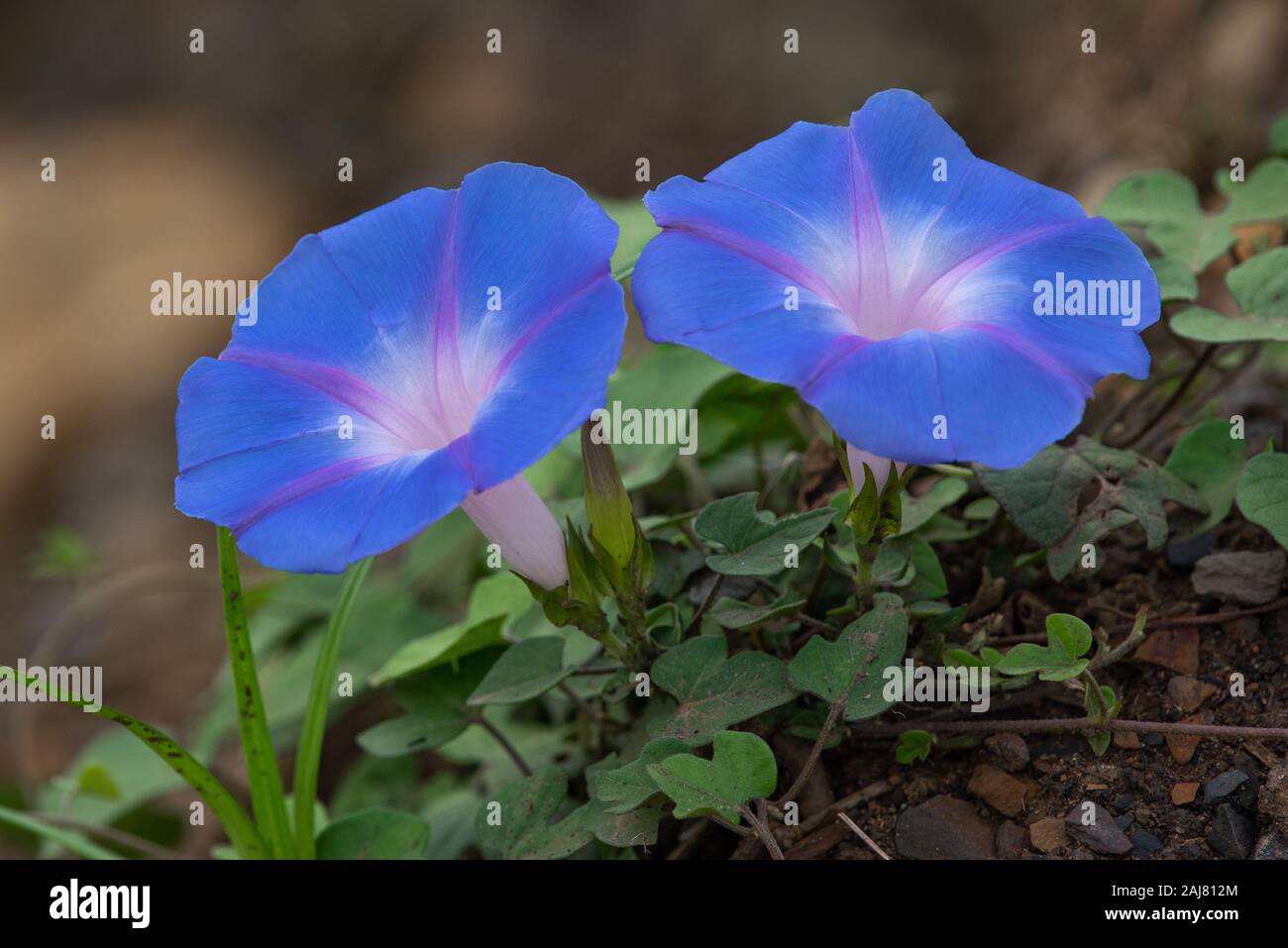 Blu brillante e malva gloria di mattina fiori - Ipomoea indica - fotografato sulla costa nord nella provincia di KwaZulu-Natal, Sud Africa Foto Stock