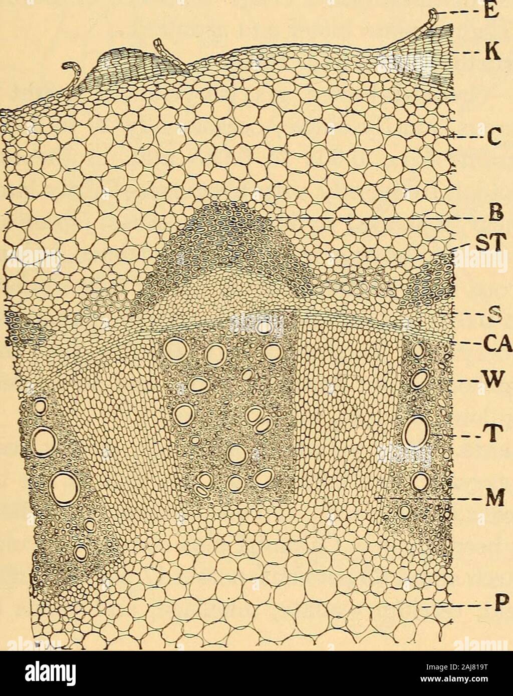 Scientifica e applicata farmacognosia destinati ad uso degli studenti in farmacia, come un manuale per i farmacisti e come un libro di riferimento per i prodotti alimentari e gli analisti di farmaco e farmacologi . un sottile corteccia, un ampio radianti poroso-legno e un bianco pithwhich è frequentemente cave in pezzi più grandi; inodorous; tastebitter e in qualche modo amabile. Radici cilindrica, più o lessbranching, da 1 a 10 cm. di lunghezza e da 0,5 a 2 mm di diam-eter, marrone scuro, resistente, ispido. Struttura interna-vedi Fig. 107. MENISPERMUM 239 in polvere.-un marrone molto chiaro; trachee da 0,030 a 0,150 mm.in larghezza, contrassegnati con Foto Stock