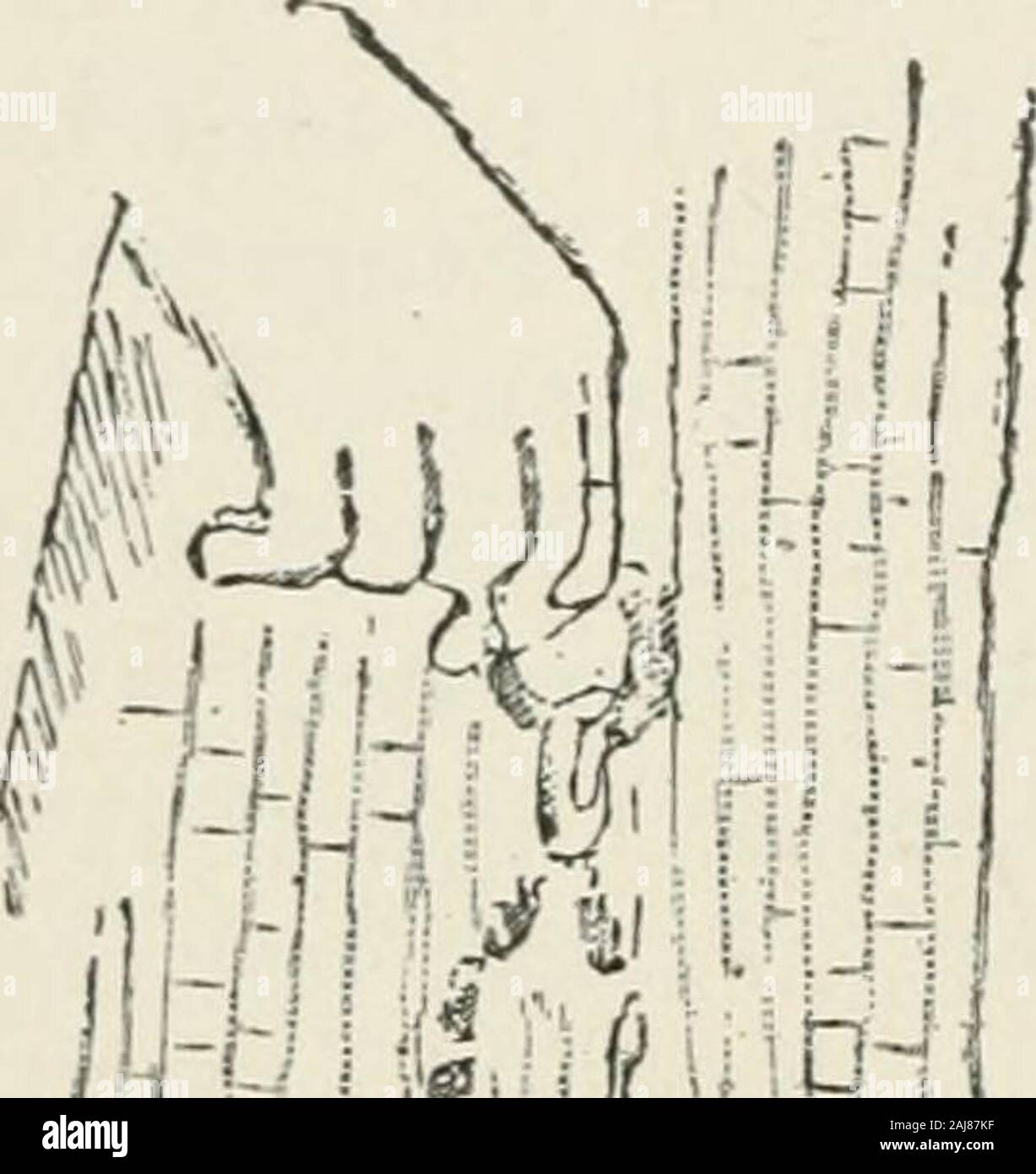 I monumenti della chiesa primitiva . Compare (come in Fig. 101)contrassegnati con la croce, e proprio così poco breadsare eucaristica rappresentato - a graffito o in rilievo - su diversi-tomba di pietre in catacombe (Fig. 8). Questi rotolini wereapparently la forma più comune per il pane eucaristico durantei primi quattro secoli a Roma. Essi non erano a differenza ourordinary panini; è stato infatti appena tale pane come theRomans comunemente utilizzati e la croce era semplicemente la acci- 346 MIXOR AliTS dental risultato di piegatura fino agli angoli per renderlo round.Anche se questa croce non fu contined per uso eucaristica, Foto Stock