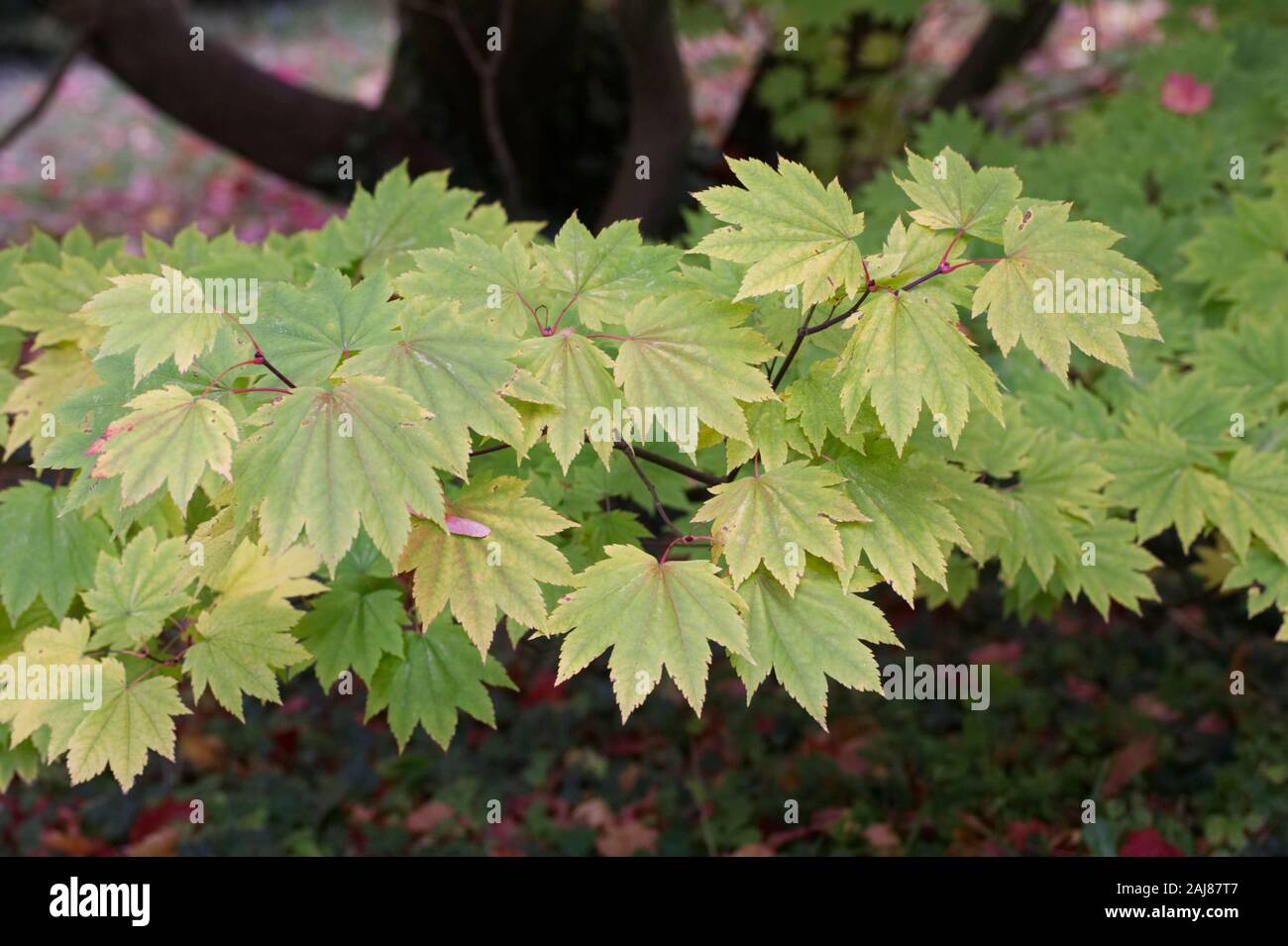 Acer japonicum 'Full Moon Magic' le foglie in autunno. Foto Stock