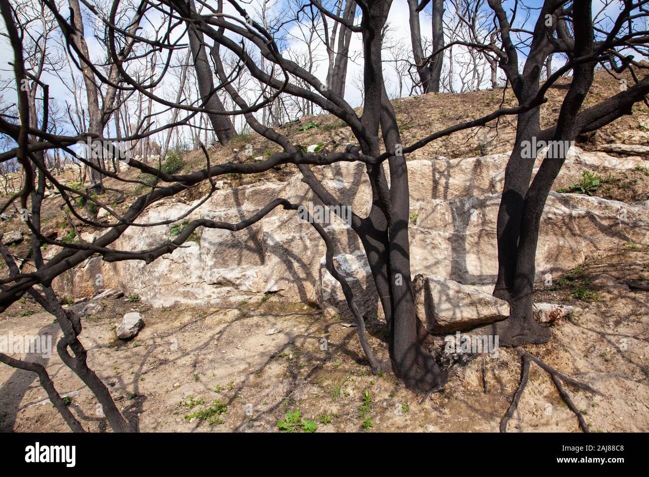 Alberi dopo un incendio di boschi Foto Stock