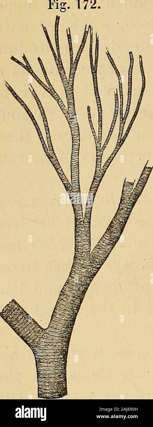 Manuale di istologia umana . ibres, infine, appartengono al lingualissuperior {chondro-glossus), il lingualis inferiore e stylo-glossus, coprono la superficie superiore, il margine, e in parte il 14 speciali istologia. 172. superficie inferiore e si trovano per la maggior parte immediatamente al di sotto della membrana themucous. I vari muscoli layersof di .linguetta sono invariablyseparated uno dall'altro da un thinperimysium, e dove le navi più grandi andnerves corsa,bythicker masse di connectivetissue; oltre che ci sono in manylocalities, più grande o più piccola aggregationsof grasso comune-celle, che especiallyabound essere Foto Stock