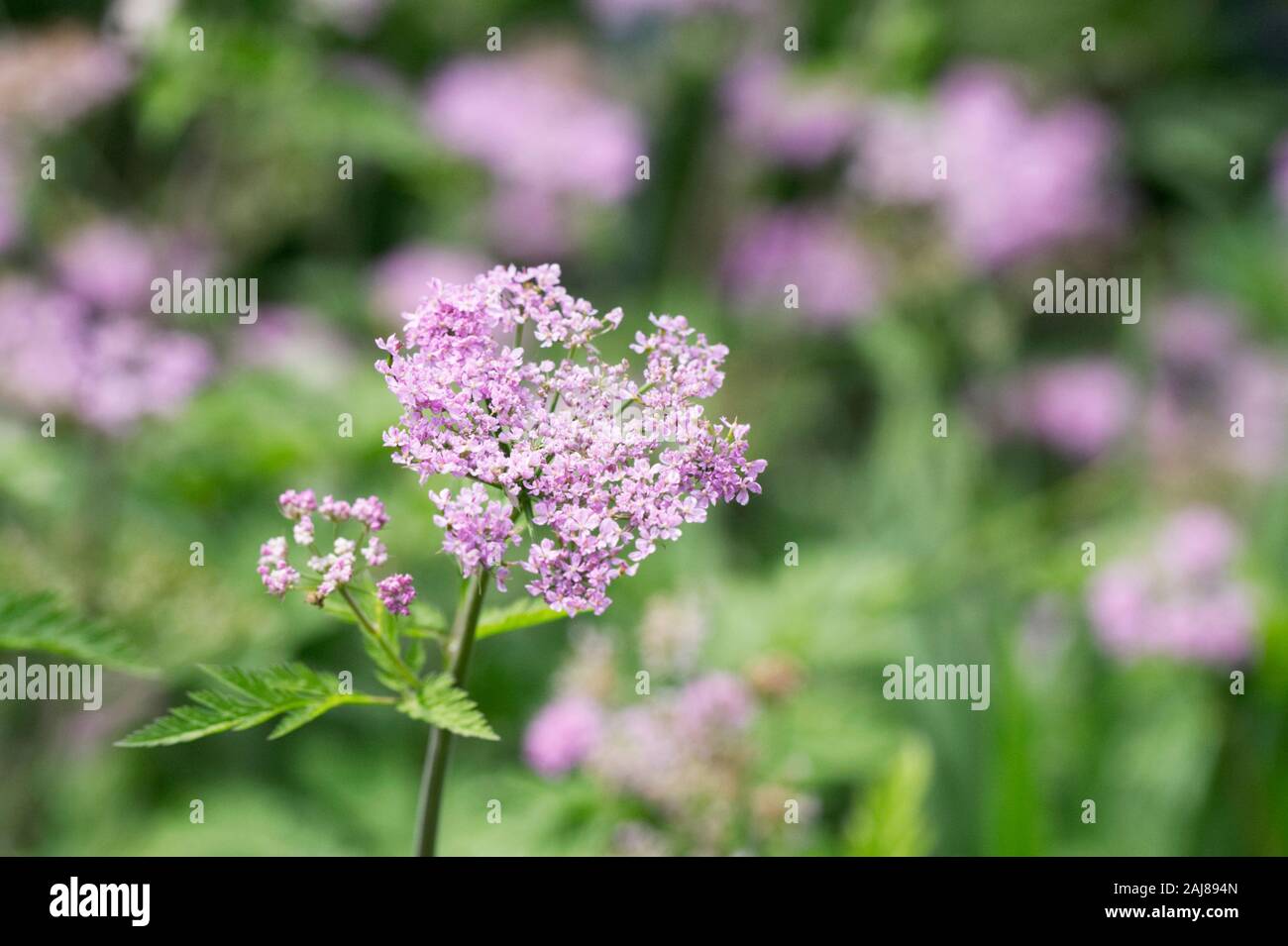 Chaerophyllum hirsutum fiori. Foto Stock