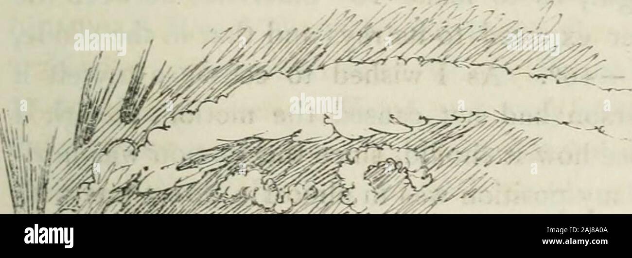 Narrativa della terra artica spedizione alla bocca del grande fiume di pesce : e lungo le coste dell'Oceano Artico, negli anni 1833, 1834 e 1835 . 03 colore blu e costellata di stelle scintillanti. Thethermometer in aria è stato - 22^°, e nell'observ-atory -16°, e non vi è stata una leggera brezza da W.N. W.A 1 lh non vi era alcuna aurora. Gennaio 14th. - A 9h a.m. media dei termometri - 59° ; il cielo chiaro nel zenith, ma misty circa thehorizon. Ago 0° 58 E., leggermente vibrante. Come thesun è salito sopra la montagna adiacente si è cominciato a movebetween 1° 40 e 50 E. a 10h p.m. thermome Foto Stock