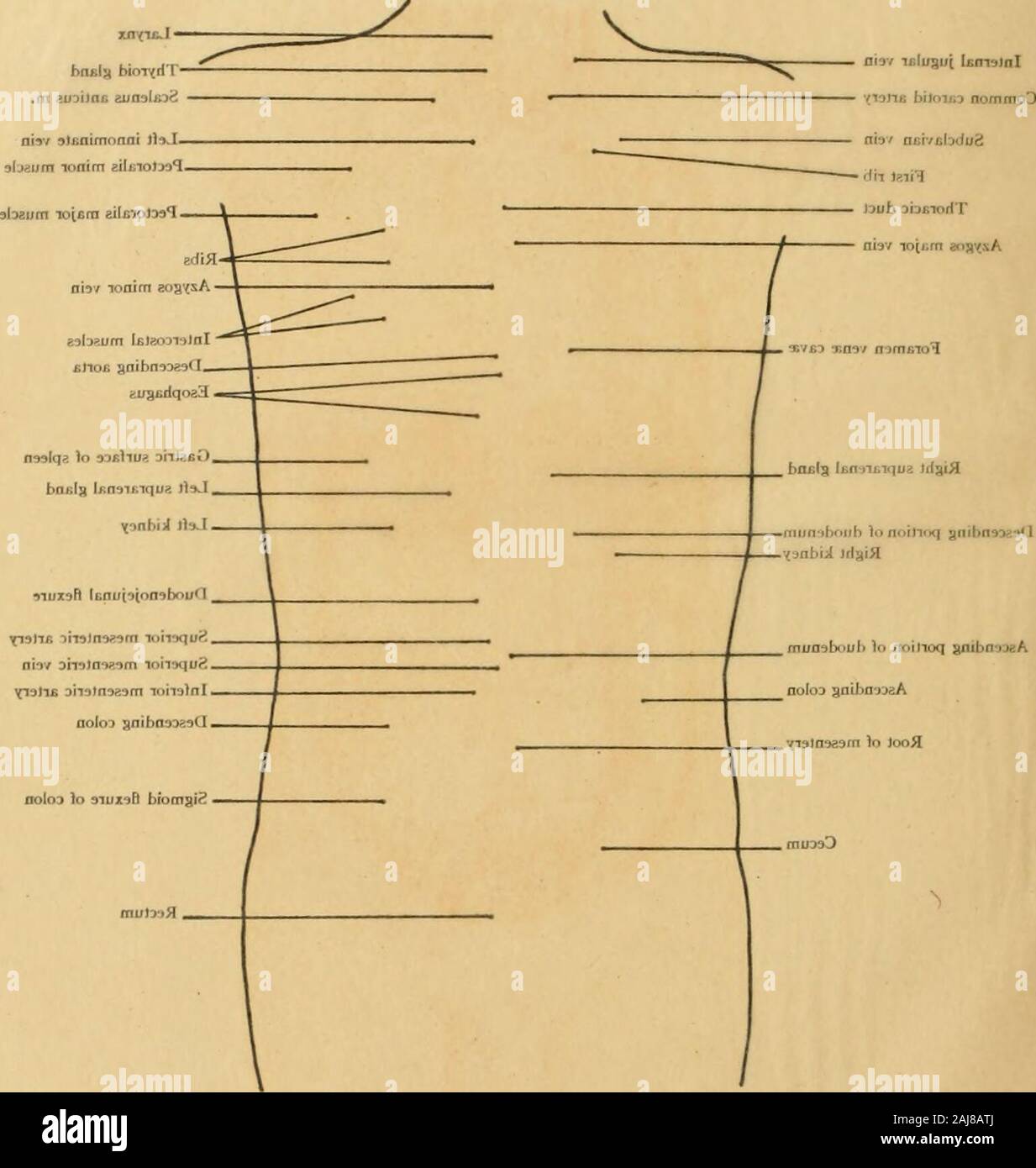 Atlas e libro di testo di carte topografiche e applicata anatomia . Scheda. /J Foto Stock