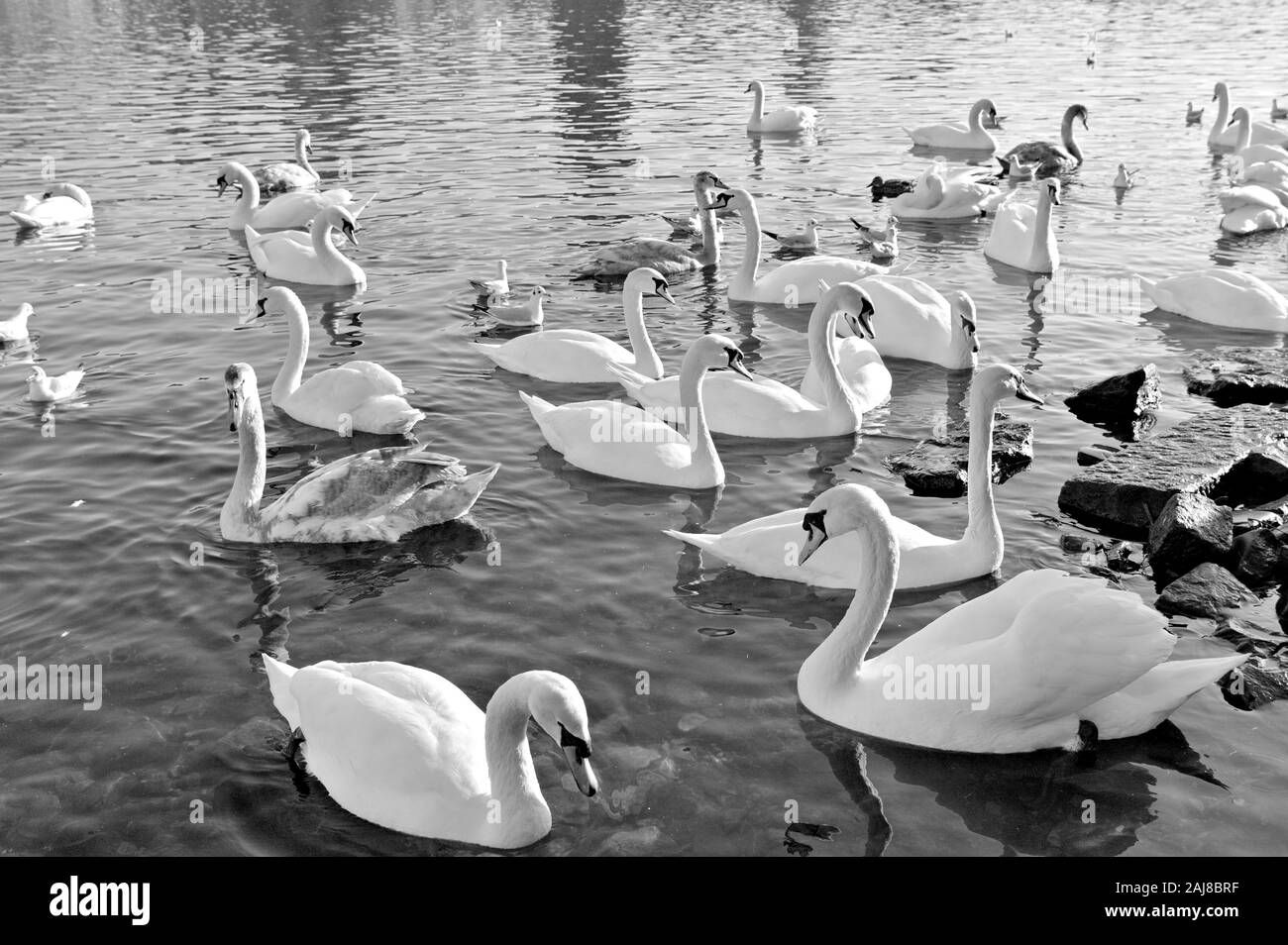 Un gregge di cigni bianchi sul fiume Moldava a Praga (Repubblica Ceca, Europa) Foto Stock