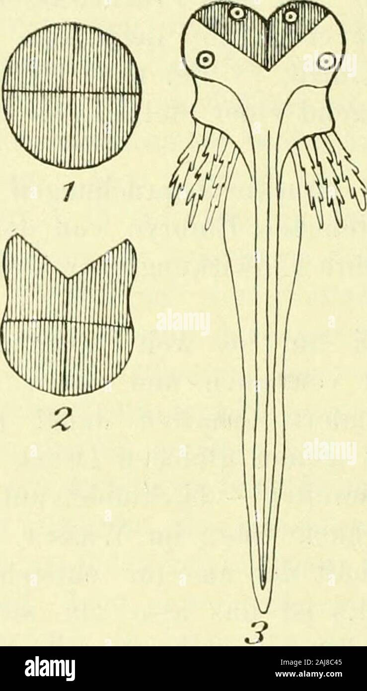 Sitzungsberichte der Gesellschaft Naturforschender Freunde zu Berlin . luni.;- freilich nur dann, wenn seine Rechts- und linksseitigenFurchun..isz(dbn daltei iianz uleichen DiMick eihaltcn: wiid dauen-UE 74 G. Tornier: die eine Seite des Feldes sclnvarzeii stärker mi^edrückt als dieandere - è stata eintritt, Wenn die Detterkuifel (W^ Kiesa l"einiAufdrücken üw Flattern eine Drcdinnii erfähit und da-durch mit etwas scliräi^ liciicnder Medianeb(nn^ von denPlatten zusammengepreßt wird , dann entwickelt sich seinestärker gedrückte Seite weniger gut als die e(n-e und das hat zu-nächst zur Folge, dass vor Foto Stock