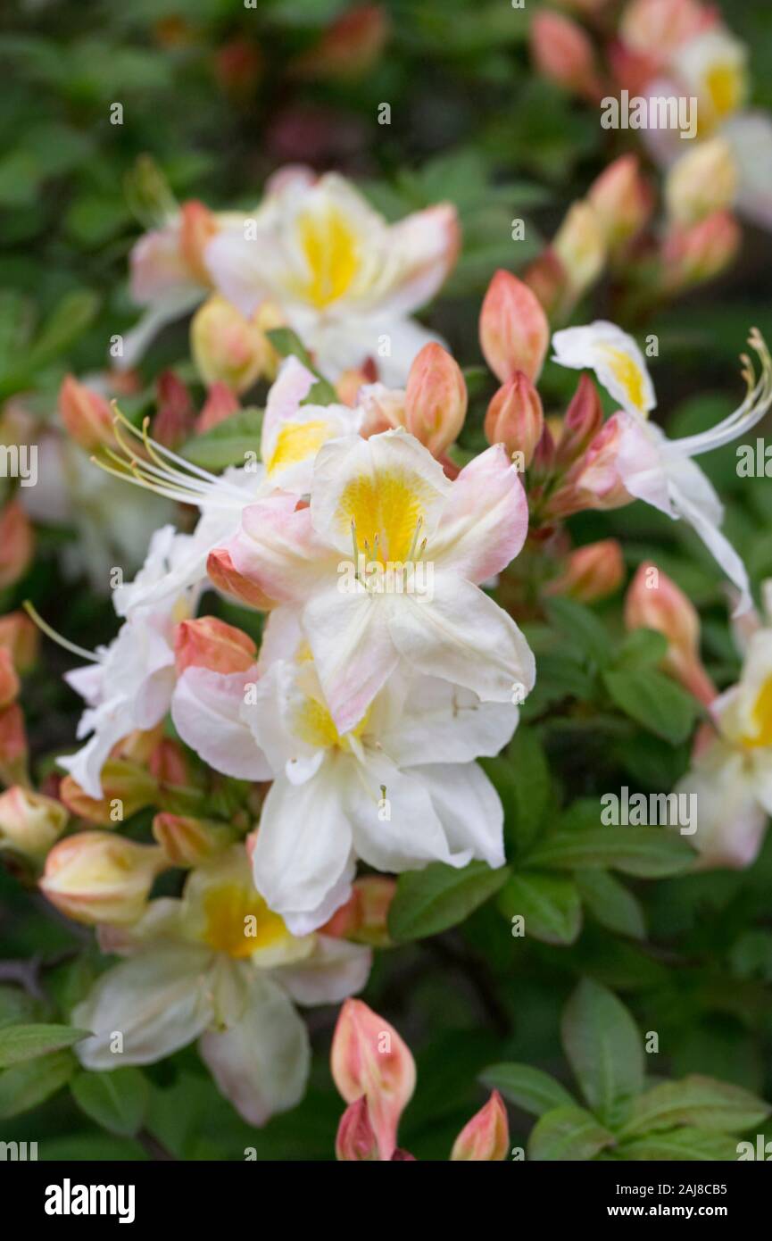 Rhododendron 'Silver Pantofola" Foto Stock