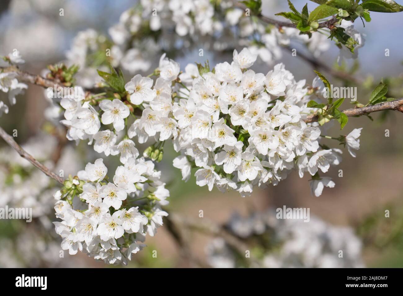 Prunus avium 'Early Rivers' - ciliegio dolce 'Early Rivers' fiore in primavera. Foto Stock