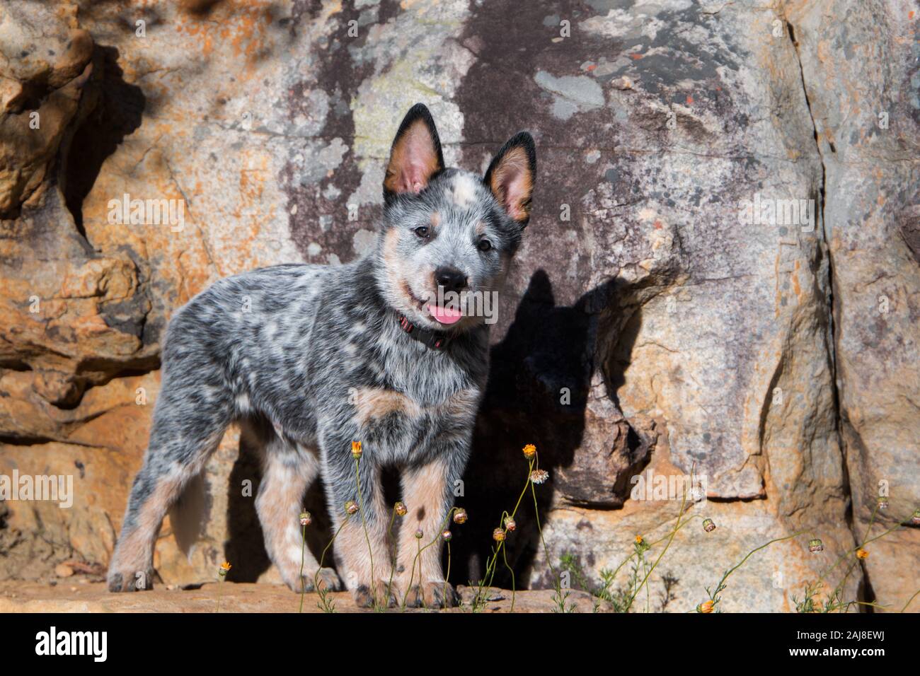 Miniature pinscher o Blue Heeler cucciolo guardando la telecamera a piena lunghezza verticale. Foto Stock