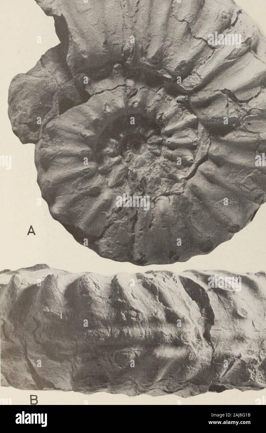 Annali della South African Museum = Annale van die Suid-Afrikaanse Museum . Fig. 11. Paratexanites australis sp. nov. A-B. Paratype NMB-D1060 con ondulato chiglia laterale. C. Holotype SAS-Z1121 prima della riparazione. D-E. Vortici interni di paratype SAM-PCZ5901 per mostrare presto ornamento e pseudotricarinate venter. A-C x 1; D-E x 3,9. 24 Annali della South African Museum . Fig. 12. Paratexanites amtralis sp. nov. Paratype SAS-Z186. B illustra la locale multi-plicatura dei tubercoli esterni sul lato del ventre di parte del phragmocone. x 1. Cretaceo faune DAL SUD AFRICA 25 Foto Stock