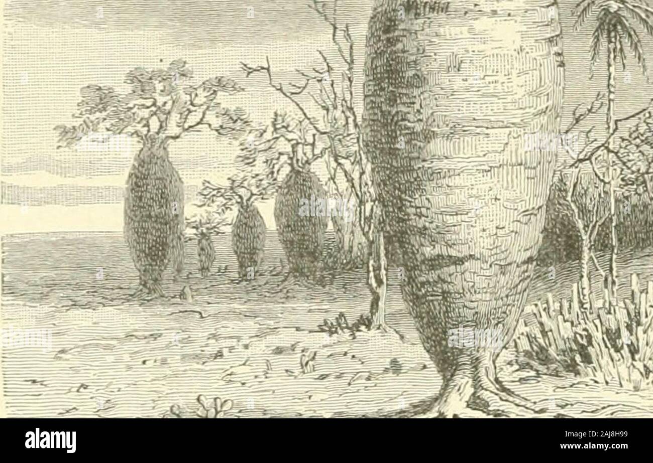 La storia naturale delle piante, le loro forme, la crescita, la riproduzione e la distribuzione; . V. Un tS J S- . I, II" lol - il cotone lietb(Ciauy/iiitiitt tubotculata) al 11 li 1 1,-VttLi M alius) in ricino (Ricinus communis), molti degli steli il raggiungimento di adiameter di 7 centimetri e nei balsami dell'himalaya {Impatiens tri-cornis e glanduligera) che talvolta hanno un diametro di 4 centimetri. Inthese piante annuali lo stelo che porta le foglie muore con loro ogni anno.It è altrimenti con piante il cui stelo rimane vivo per più di un periodo ofvegetation e whi Foto Stock