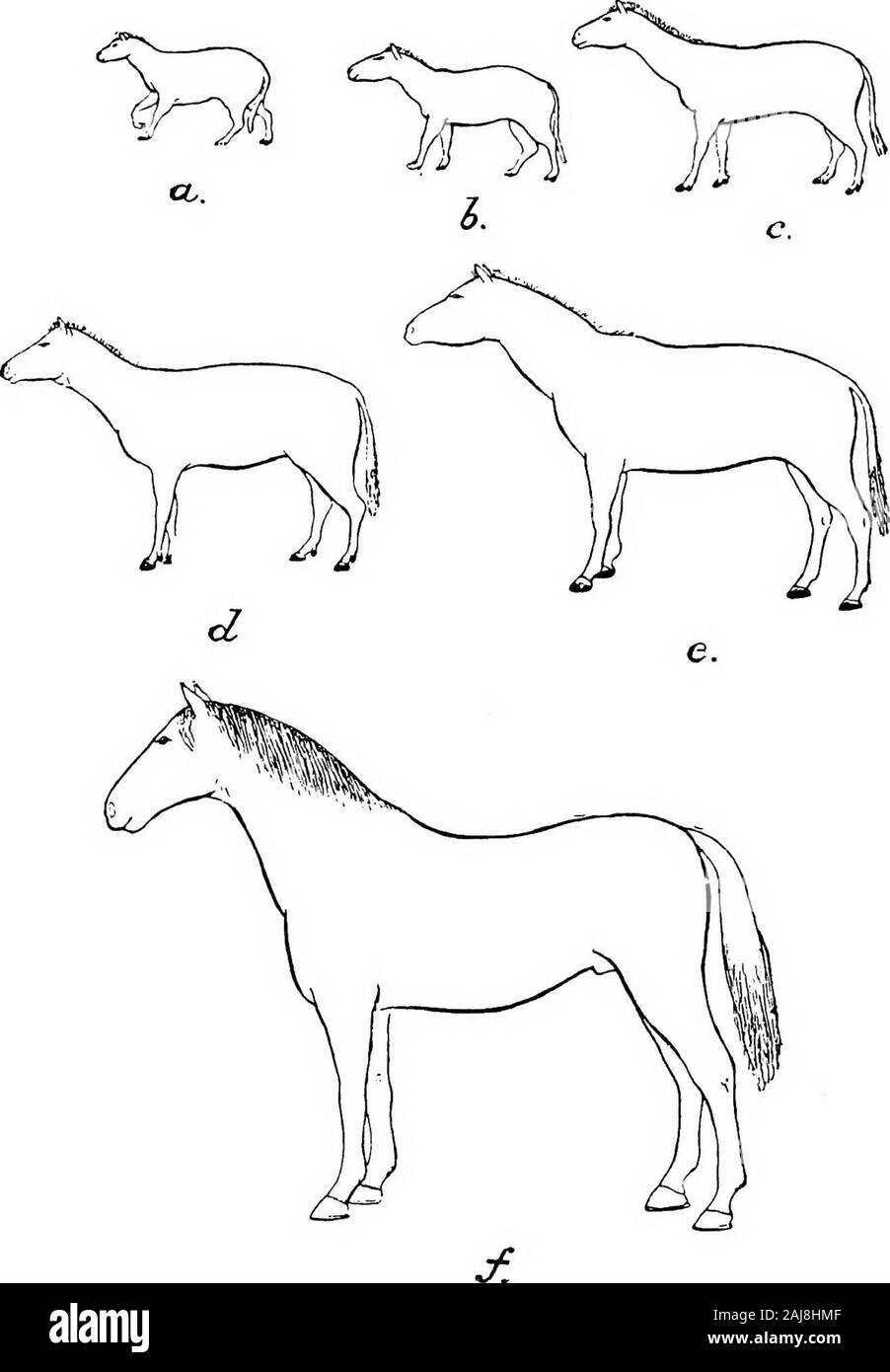 Geologia agricoli . essendo identici concordano nel formulando diverse originsfor indipendenti i cavalli domestici di al-giorno. Ewart, chi ha prestato maggiore attenzione a questo tema thanany altri zoologo, si riferisce a tre diversi Miocene specie del genere Equus che probabilmente erano interessati in formationof delle varietà esistenti di cavalli. Questi sono E. sivalensis del Pliocene theIndian, E. stenonis del Pliocene depositi di Europeand Africa del Nord, e una specie di nome da Ewart E. agilis(= Asinus fossilis di Owen), che è stata trovata in fossili thePliocene formazioni di Italia e Francia, nonché Foto Stock