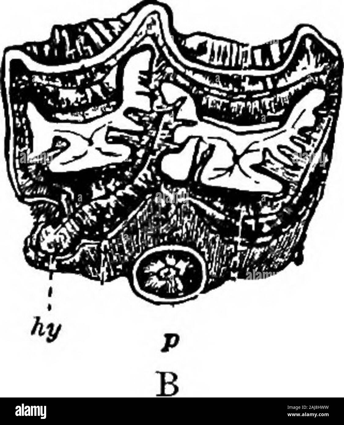 Geologia agricoli . Fig. 44. Una sinistra molari superiori di un singolo-toed {Equus), A e a tre-toed cavallo(Hipparion), B. p, montante anteriore; /i^, montante posteriore. (Da Lydekker.) Un altro genere europeo, ma appartenente ad un epoca precedente,è Anchitkerium che sembra essere stato affine AmericanMiohippus. È stato trovato fossile in basso Miocenefresh-depositi di acqua di Sansan, in Francia. Anchitfierium wasabout la dimensione di una pecora e le dita dei piedi laterali anche se più piccola altodel medio quelle ancora probabilmente raggiunto a terra. Il yetolder Hyracoiherium ha già fatto riferimento. Esso utilizzato t Foto Stock