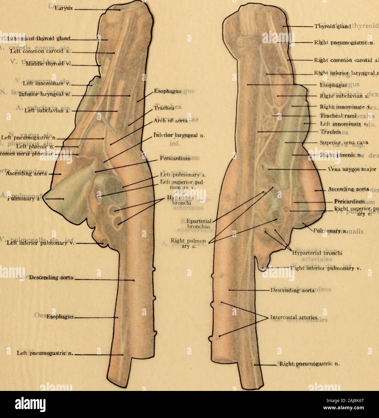 Atlas e libro di testo di carte topografiche e applicata anatomia . rdine del allegare sternale-mento della terza a sinistra cartilagine costale, sei centimetri dietro lo sterno; a livello di laprima spazio intercostale è tuttavia solo due centimetri dietro lo sterno [i. e., dietro leviti il margine dello sterno-Ed.]. Il diritto di frontiera convessa dell'aorta si estende al margine rightsternal. È in questa situazione che gli aneurismi dell'aorta ascendente sono particularlyprone a premere in avanti la parte anteriore della parete toracica e la rottura esternamente; essi possono anche occasione-alleato perforare nel diritto della pleura ca Foto Stock