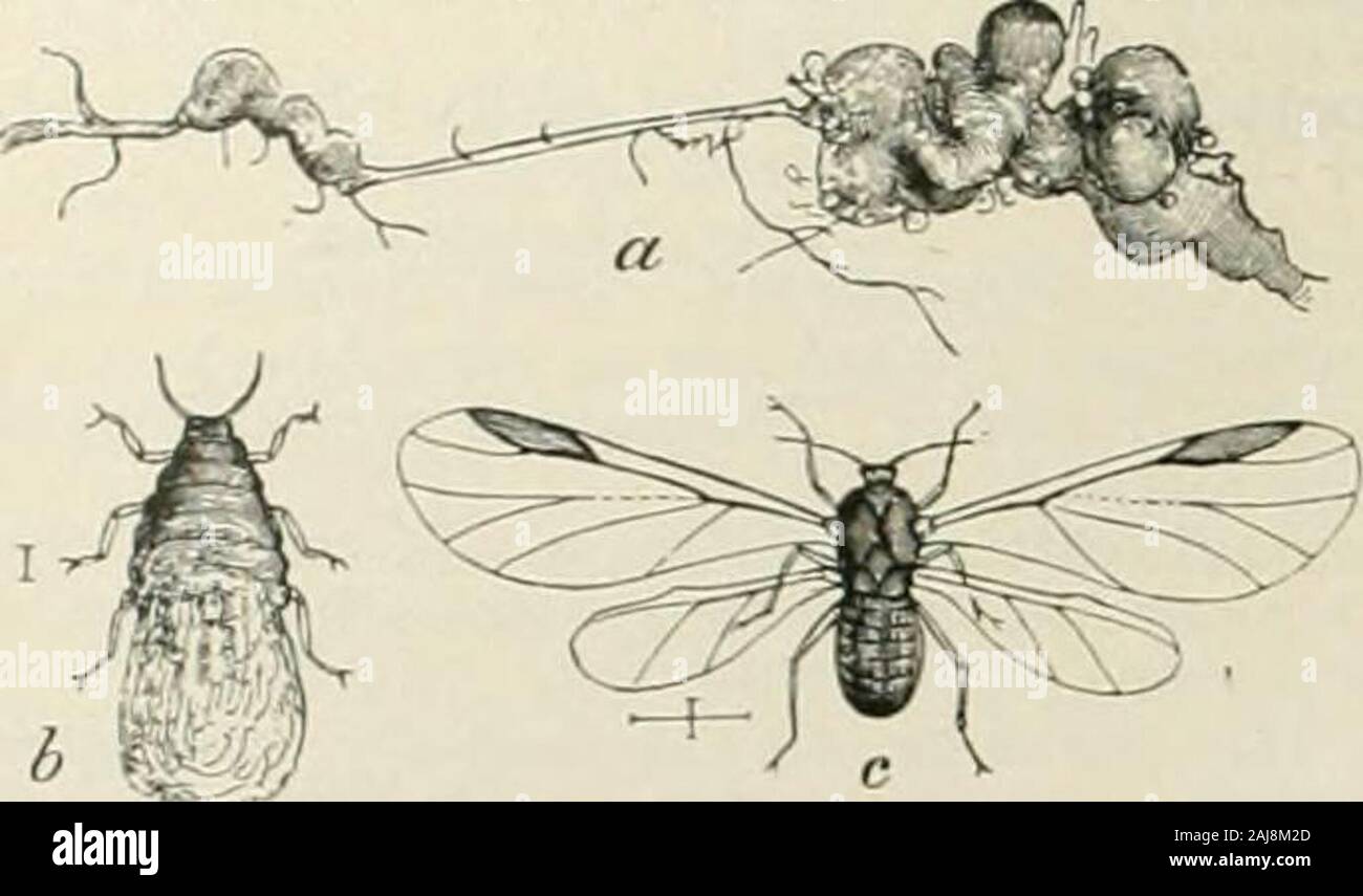 Denti Incisivi Roditori Immagini E Fotografie Stock Ad Alta Risoluzione Alamy