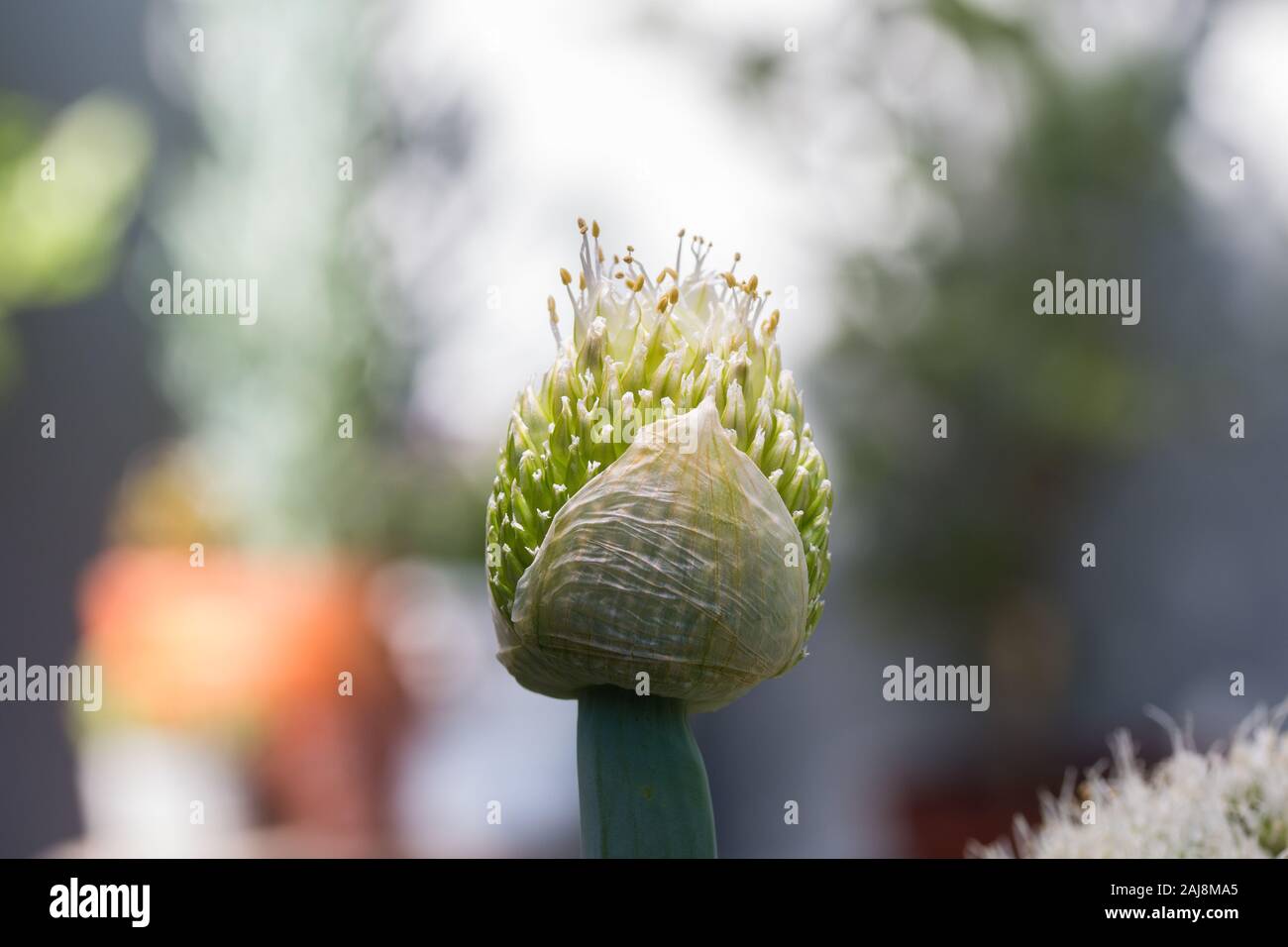 Il Porro fiore (Allium ampeloprasum) close up del vegetale floricoltura. Foto Stock