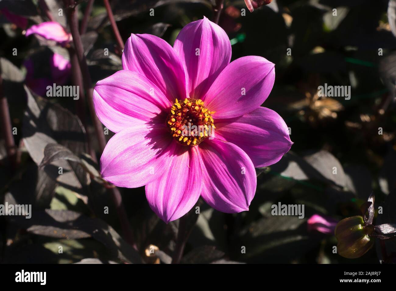 Dahlia felice Single (HS) Giulietta fioritura in settembre nel Regno Unito Foto Stock