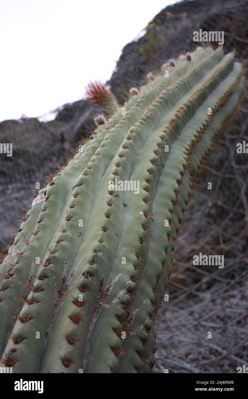 Spinoso cactus verde o succulenti con spine in inverno in Liguria Foto Stock