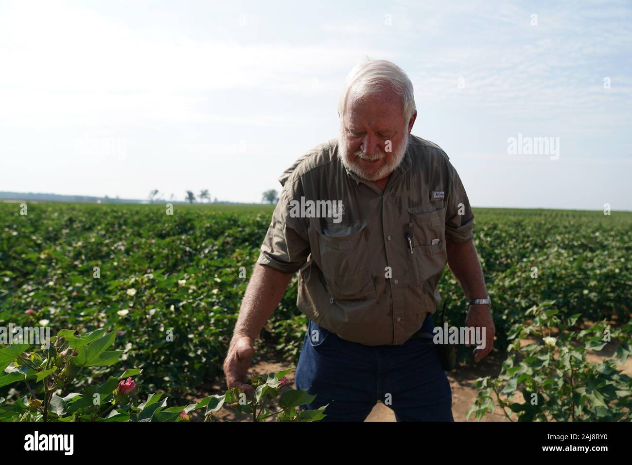 Pechino, USA. 1 agosto, 2019. Coltivatore di cotone Boddiford Joe è raffigurato nella sua fattoria in Sylvania, Georgia, Stati Uniti, il 1 agosto, 2019. Credito: Liu Jie/Xinhua/Alamy Live News Foto Stock
