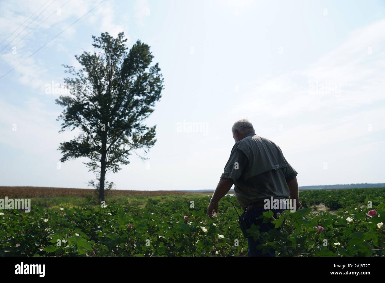 Pechino, USA. 1 agosto, 2019. Coltivatore di cotone di Joe Boddiford passeggiate nella sua fattoria in Sylvania, Georgia, Stati Uniti, il 1 agosto, 2019. Credito: Liu Jie/Xinhua/Alamy Live News Foto Stock