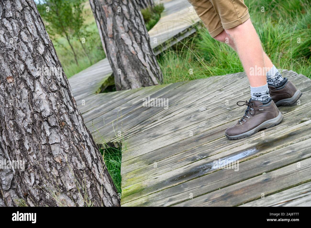 Thursley Riserva Naturale Nazionale, SSSI, Surrey Foto Stock