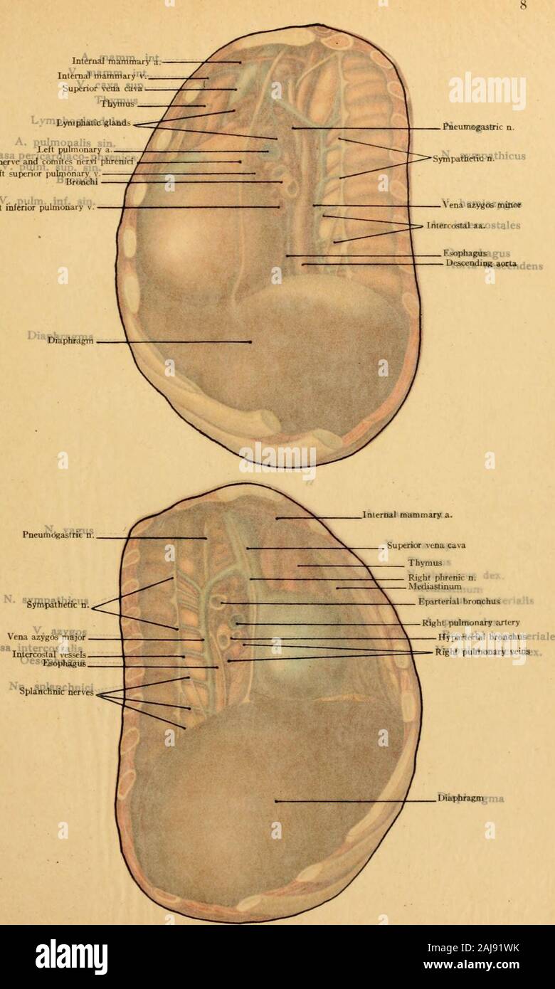 Atlas e libro di testo di carte topografiche e applicata anatomia . pon la vena cava superiore andrunning al pericardio al diaframma), la deriva nervi phrenici, vena azygosmajor e sua terminazione nella vena cava superiore, il diritto rami intercostali, l'esofago,il nervo vago, il diritto simpatico splancnico e i nervi e le ghiandole linfatiche a theroot del polmone. Sul lato lejl le strutture visibili sono: il cuore con la sinistra nervo frenico, il comesnervi phrenici, l'aorta discendente, l'arteria succlavia sinistra, l'arteria mammaria interna sinistra,sinistra innominate v Foto Stock