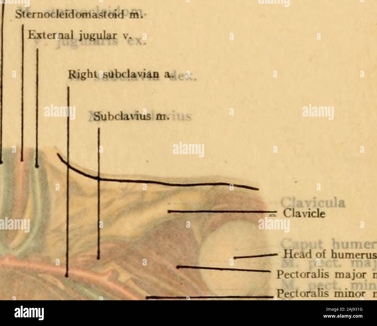 Atlas e libro di testo di carte topografiche e applicata anatomia . d sono: l'aorta discendente attraverso la apertura aortica;l'esofago e i nervi pneumogastric attraverso la apertura esofageo; il splanchnicnerves, dal simpatico, tra i crus mediale e la crus intermedium del lum-bar porzione; il nervo simpatico stesso tra i crus intermedium e la crus lateraleof il tratto lombare; e il superiore arteria epigastrico, dal mammaria interna trala sternale costale e porzioni (la cosiddetta frattura di Larrey). Le strutture che passa attraverso il diaframma dal basso in alto Foto Stock