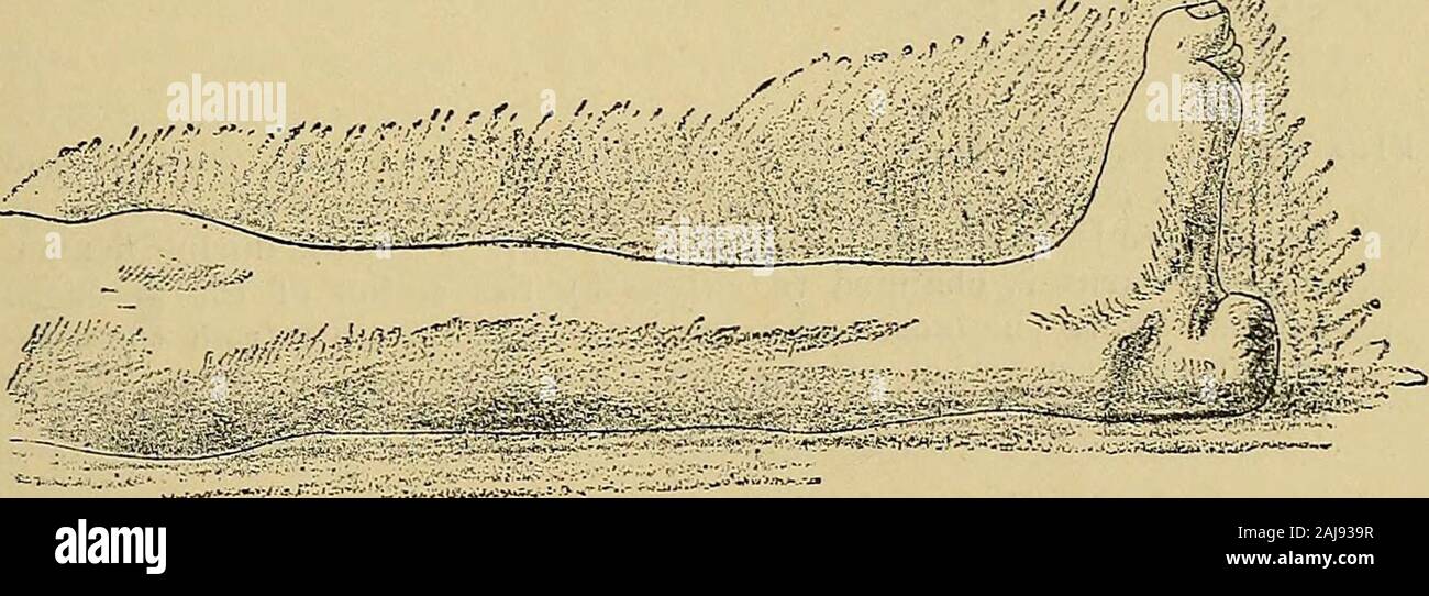 Un manuale di malattie del sistema nervoso . e-giunto, specialmente nel camminare, proprio come abbiamo fatto noi haveseen che l'estensione dell'anca aumenta la forza con la quale il contractingrectus estende il ginocchio. Per estensione diretta della caviglia, la peroneus concursand si oppone l'inversione. La sola differenza tra il andsoleus gastrocnemio è che quest'ultimo, non avente alcun attacco al femore, può estendere theankle quando il ginocchio è flesso come pure quando è estesa. In queste paralisi dei muscoli, estensione della caviglia (dall'peroneus longus e longusdigitorum flessore) è estremamente debole, e la Foto Stock