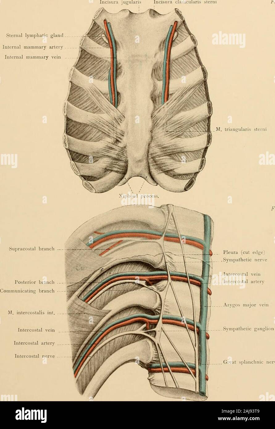 Atlas e libro di testo di carte topografiche e applicata anatomia . ocation l'estremità sternale della clavicola può premere indietro su thesubclavian arteria e vena, l'arteria carotide comune, la vena giugulare interna, della trachea, eil esofago e portare non solo a compressione delle navi ma anche di dispnea e disfagia. Il laterale della parete toracica.-La ghiandola mammaria del maschio è praticamente privo ofinterest. La ghiandola mammaria della femmina giace sul pettorale maggiori tra il settimo thirdand nervature e possiede da quindici a venti condotti secretori che convergono towardthe nipplo e hav Foto Stock
