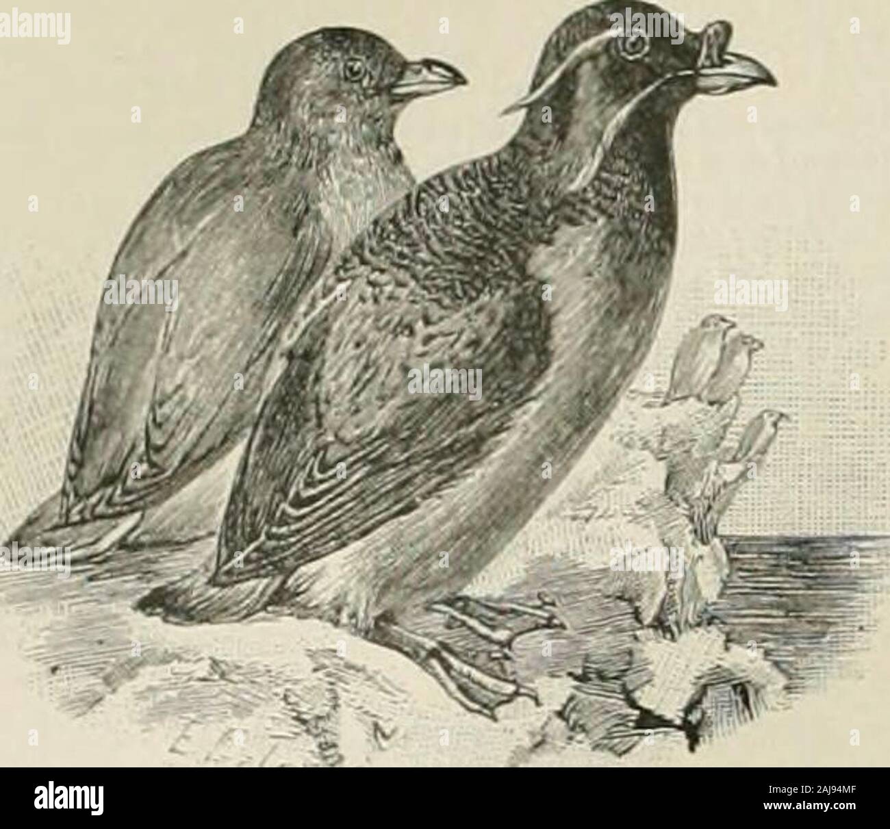 Il dizionario del secolo e dell'enciclopedia; un lavoro di riferimento universale in tutti i dipartimenti della conoscenza, con un nuovo atlante del mondo .. . Rwi; la testa è molto grande e unshapely, sup-trasferito su di un tozzo tliick collo; il muso è smussato, eil labbro superiore liberamente mobile. La testa è especiallylong nella regione nasale, e ci sono di solito uno o montante twomassive corna, senza nucleo osseo, il sub-posizione della tromba essendo solo epidermica. Quando twohorns sono presenti sono uno dietro l'altro in linea themedian, e ostacolare uno poggia su frontalbone, il fnnit uno essendo in ogni caso Foto Stock