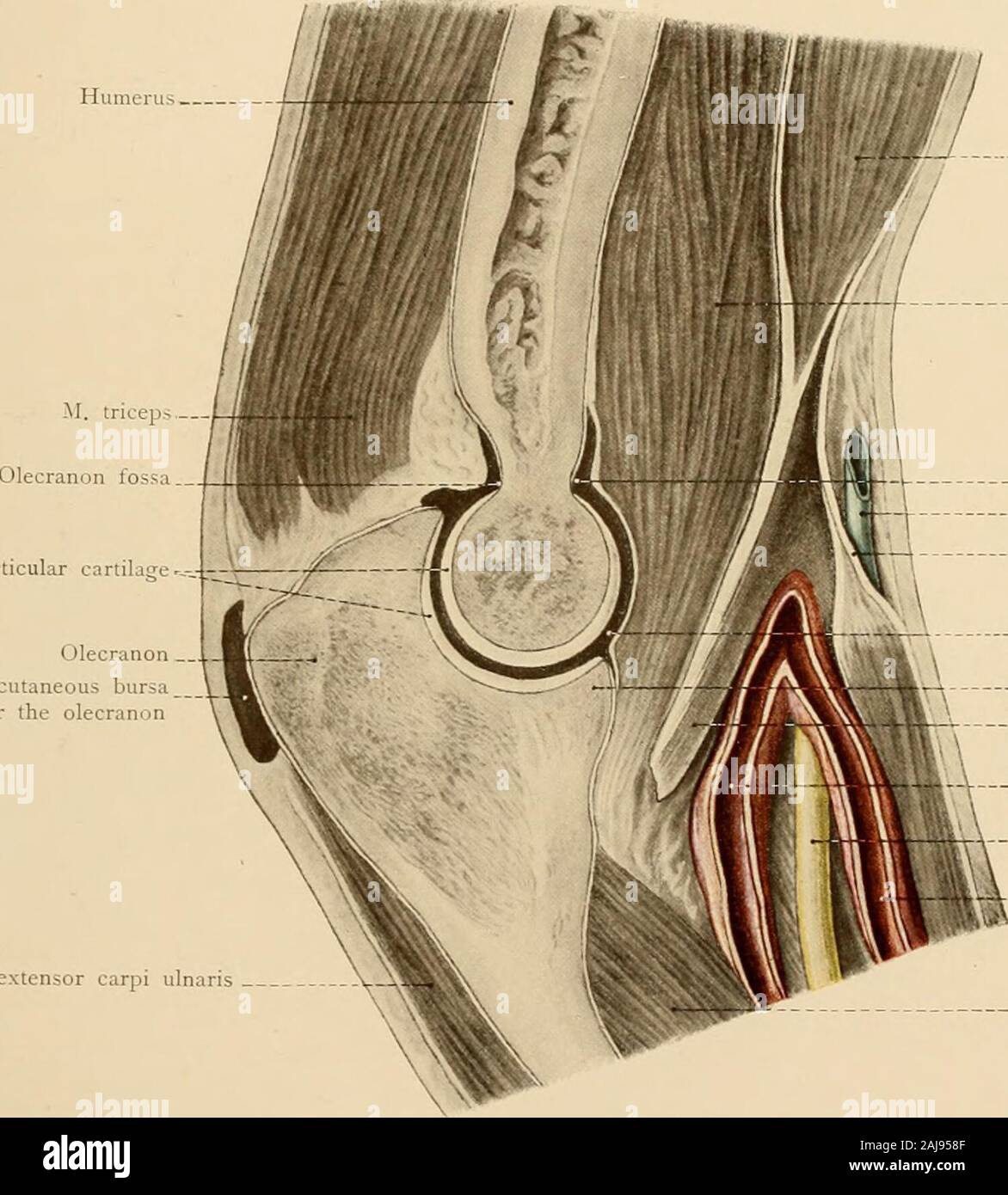 Atlas e libro di testo di carte topografiche e applicata anatomia . o passa alla superficie dorsale della base del thirdmetacarpal osso. Il supinator brevis, provenienti anche da una cresta all'ulna, passa lungoil raggio ed è inserito al di sopra e al di sotto della tuberosità sulla sua superficie anteriore. La dorsale gruppo di muscoli estensori, come il gruppo flessore, può essere diviso in un super-ficial e uno strato profondo. Lo strato superficiale è costituito da tre muscoli. L'estensore carpiulnaris nasce dal condilo esterno, dalla fascia profonda dell'avambraccio, e dall'posteriorborder dell'ulna, e è Foto Stock