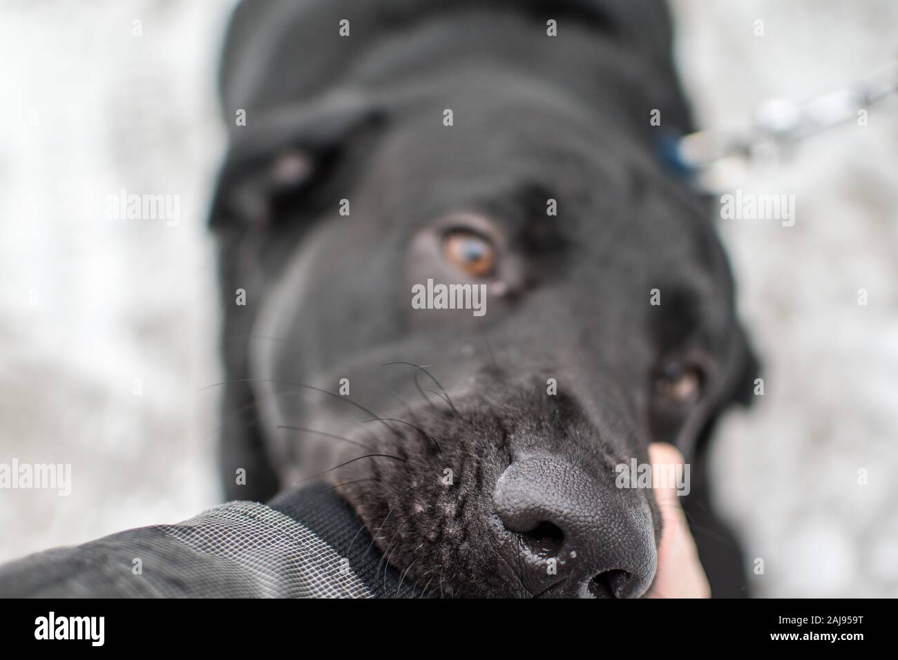 Nero labrador retriever mordere su un uomo del braccio in inverno Foto Stock