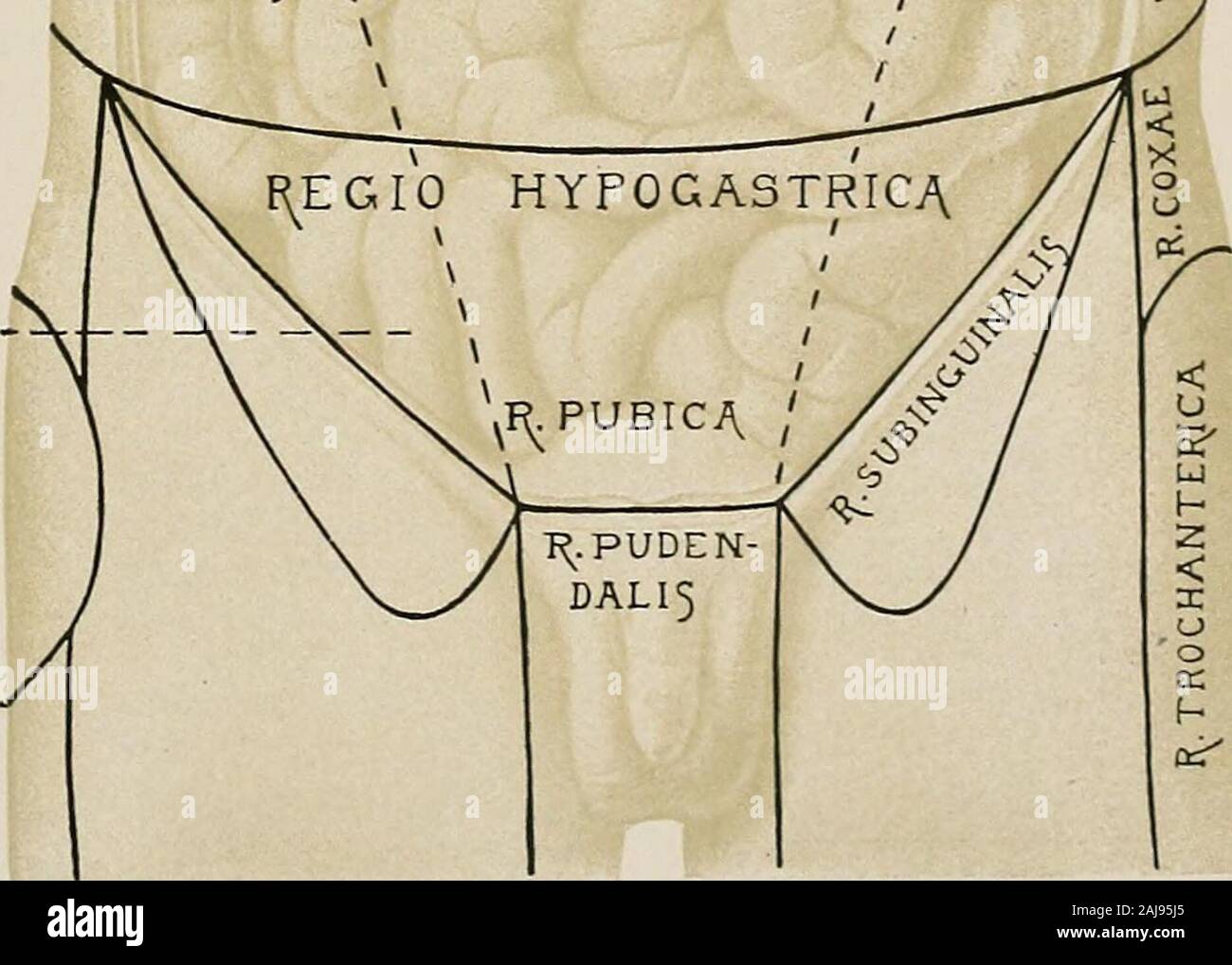 Trattamento chirurgico; una pratica trattato sulla terapia delle malattie chirurgico per l'uso di professionisti e studenti di chirurgia . F^E.GIO MESOGASTf^ICA ^.addominali * J^. UMBILICALK / fyABDOMIN^ LATERALI5 v J 1 fine^AL^ rEGI0 INGUINALE J. Maiale. 1174.-regioni dell'addome secondo la BNA (Basilea NominaAnatomica). Il sangue-alimentazione della parete addominale è attraverso la superior e epigastrico muscolo-phrenic dall'arteria mammaria interna; prezzo minimo due intercostals dall'aorta toracica addominale;i rami delle arterie lombari dall'aorta addominale; iliolumbar dalla arteria internaliliac; profonda Foto Stock