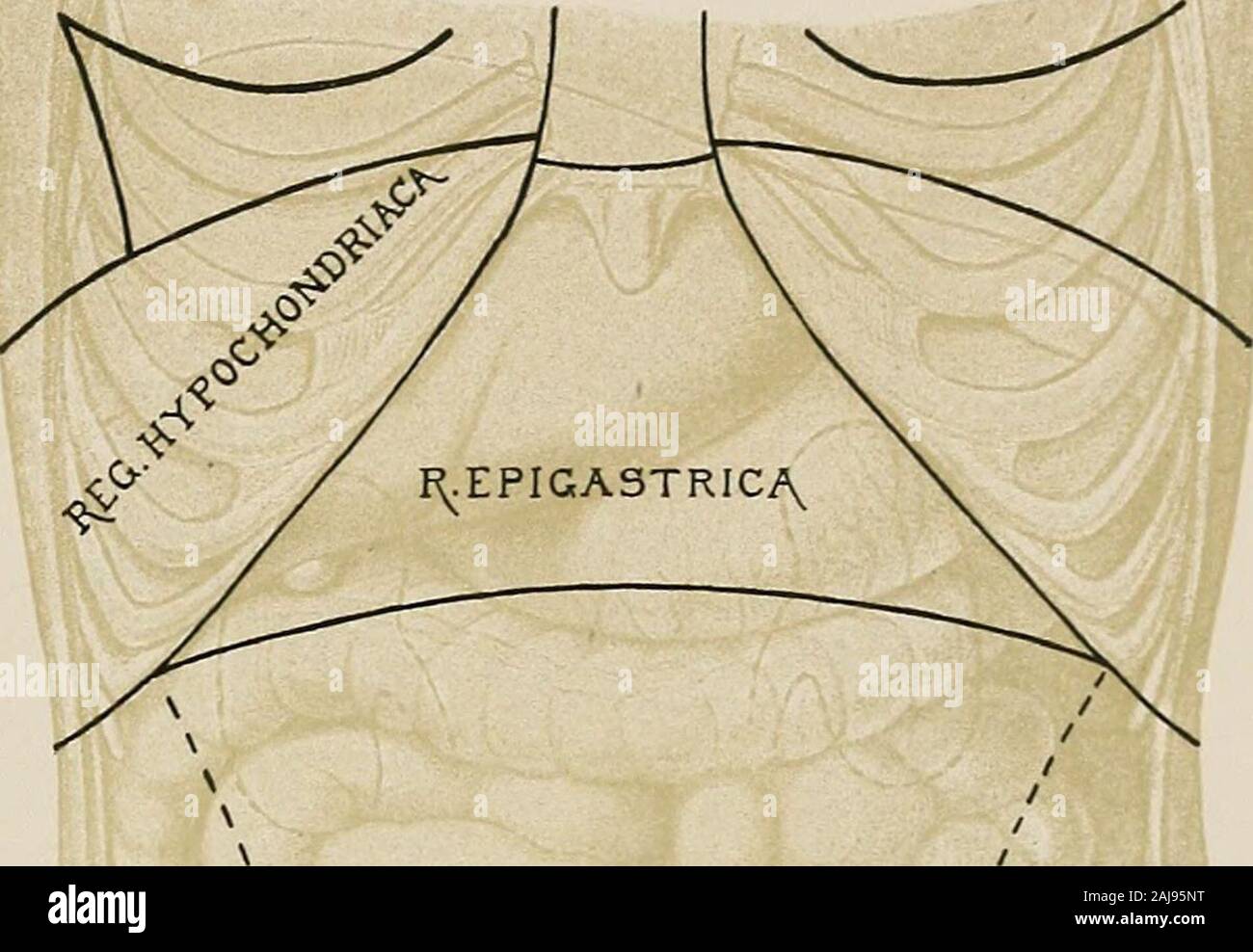 Trattamento chirurgico; una pratica trattato sulla terapia delle malattie chirurgico per l'uso di professionisti e studenti di chirurgia . delle linee curve ad arco (Fig. 1174). Strutture della parete addominale.-La parete anteriore è costituito da pelle, anddeep superficiale di strati superficiali di scudo, areolare tessuto connettivo esterno sovrastante il muscolo obliquo, l'ADDOME 501 esterno muscolo obliquo e la sua aponeurosis, interno del muscolo obliquo e la sua aponeurosis,transversalis muscolo e la sua aponeurosis, rectus muscolo, pyramidalis muscolo, transversalisfascia, extraperitoneal areolare tessuto connettivo, perit Foto Stock