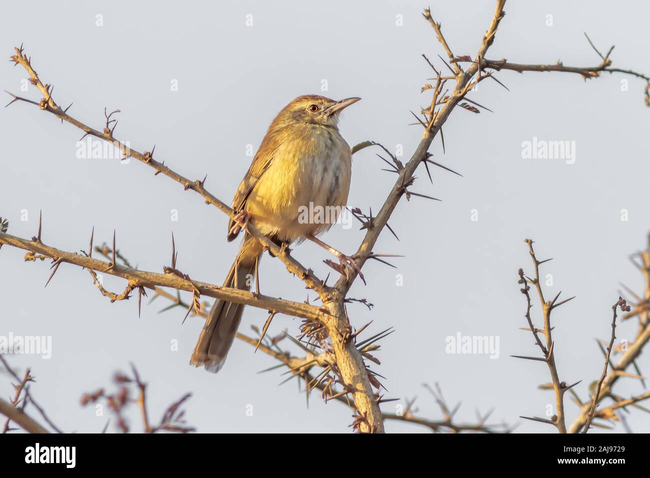 Trillo uccello appollaiato su un ramo spinoso Foto Stock