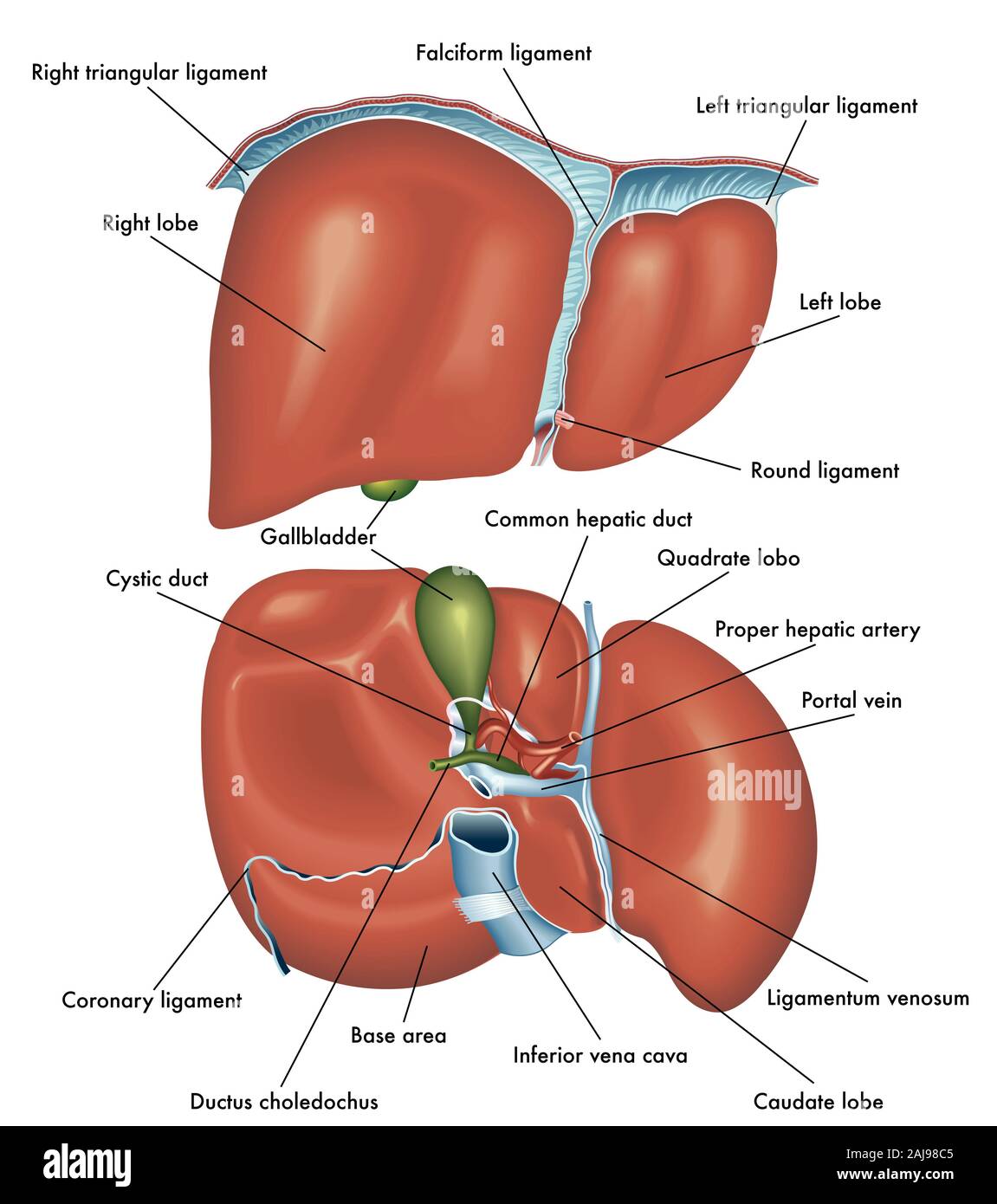 Medical illustrazione che mostra l'anatomia della vista frontale e vista posteriore del fegato con la descrizione delle varie parti. Foto Stock