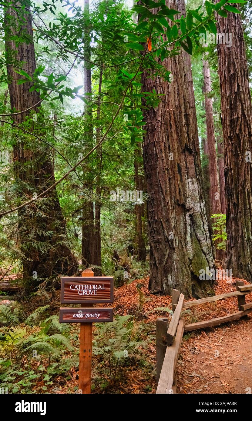 Cove Della Cattedrale in Muir Woods Foto Stock