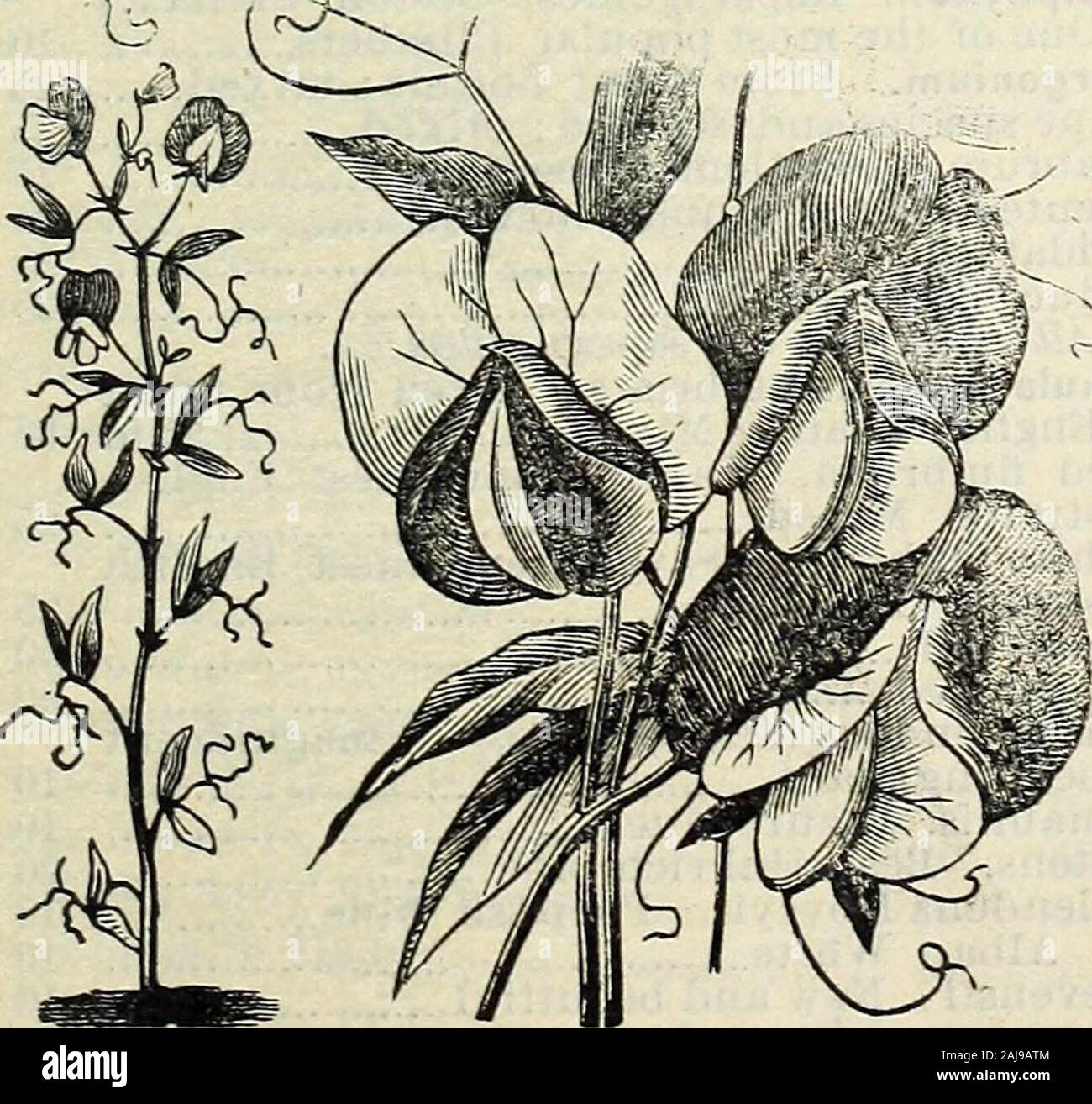 Catalogo di primavera di John Saul è di nuovo, rare e di splendidi fiori e giardino semi, &c 1885 . Maurandia.Momordica balsamina. Balsam Apple, Charan- tia. Balsam Pera 05 Piselli, dolce (Lathyrus odoratus). invincibile. Una bella scarlet 05 dipinto Lady. Rose e Avhite 05 marrone Viola 05 Purple striped 05 striato rosso 05 Bianco 05 belle miscelato 05 Violetta Regina. (Vedere Novità) 05 eterna pisello Rosso 05 Rose 05 eterna pisello bianco 10 estremamente fragrante e free-climbers flowering.. Fioritura pisello. Per pkt. Thunbergia Alba. Bianco, occhio scuro 10 Aurantiaca. Arancione, occhio scuro 10 Barkeri. Orange 10 miscelata 10 Ve Foto Stock