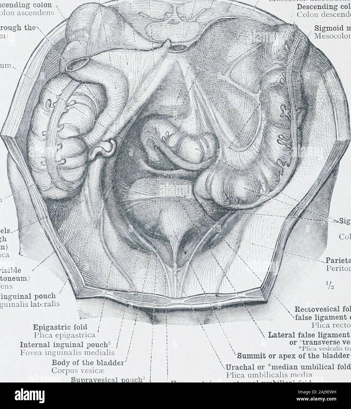 Un atlante di anatomia umana per gli studenti e i medici . strati delcarrello ampia ligamentof l'utero con il peritoneo parietale del pavimento del bacino è visto,anche il riflesso del peritoneo viscerale che copre l'utero (pLriiiiclriinn-S€c notc sopra)sulla parete della vescica tlie davanti e la parete dello stampo retto dietro. Anatomia Topografica delle viscere pelvico. 536 Anatomia Topografica delle viscere pelvico Eoot del mesenterio , Radix mesenterii 1 *mesocolon ascendente , *Mesocolon ascendens mesenterio mesentere quarta vertebra lombare mi Vertebra lumbalis IV. ; Un addominale Foto Stock