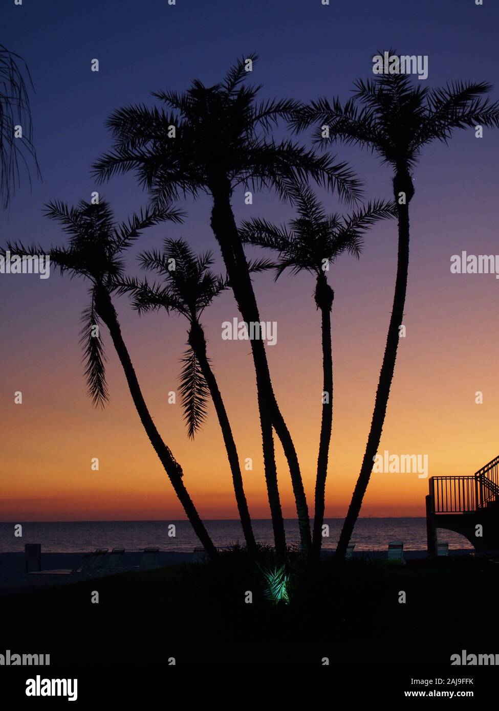 Gruppo di palme con il Golfo del Messico tramonto alle loro spalle Foto Stock