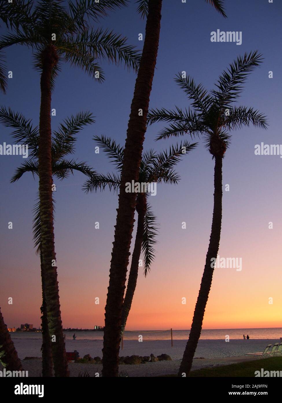 Gruppo di palme con il Golfo del Messico tramonto alle loro spalle Foto Stock