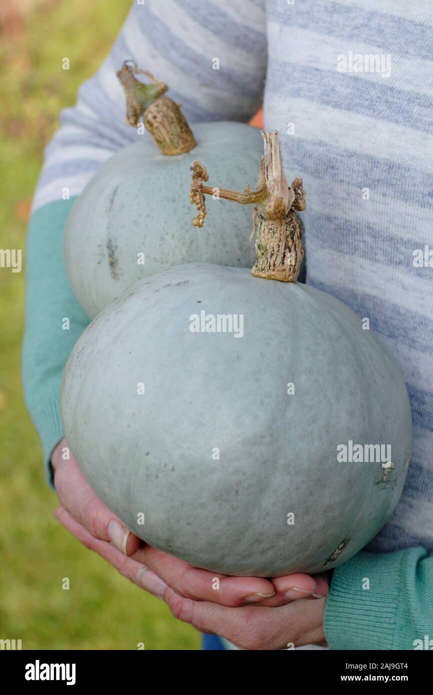 La Cucurbita maxima "Crown Prince'. Appena raccolto cresciuto in casa Crown Prince squash detenute da donna in giardino d'autunno. Regno Unito Foto Stock