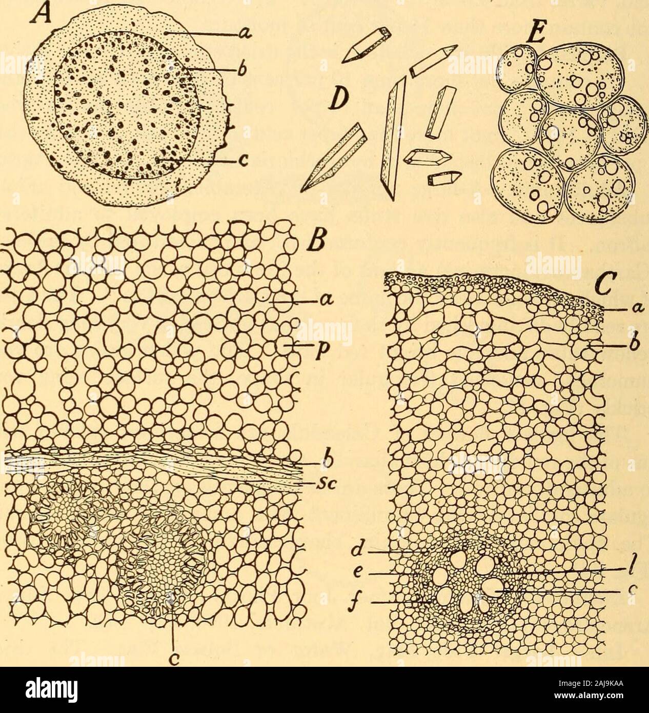 Scientifica e applicata farmacognosia destinati ad uso degli studenti in farmacia, come un manuale per i farmacisti e come un libro di riferimento per i prodotti alimentari e gli analisti di farmaco e farmacologi . nocotyledons negli Stati Uniti. Il plantis un erba perenne, con spada lunga o a forma di foglie erbosa andpossesses grandi viola-blu fiori. Cresce in luoghi umidi e pro-duces una spessa rizoma carnoso. Quest'ultimo viene raccolto, liberato da thescaly foglie guaste e essiccato. Descrizione.-rizoma cilindrico, più o meno appiattita, oc-sionally ramificato; superficie esterna annulate con numerosi stelo scarson il Foto Stock