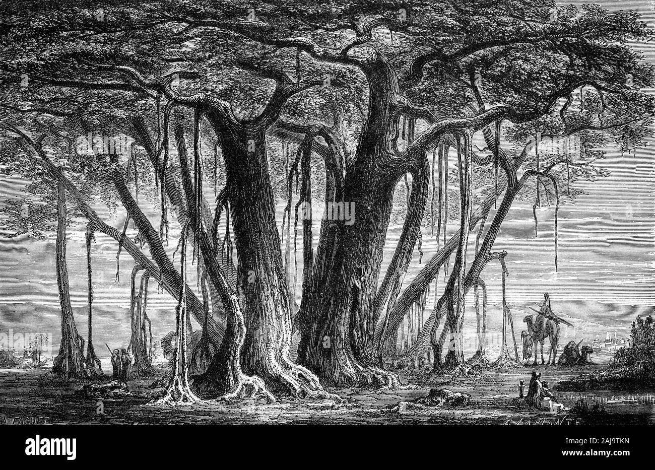 Piante: la Pagoda Fig aka sacro fig (Ficus religiosa) è una specie di fig nativo per il subcontinente indiano e la penisola indocinese che appartiene a Moraceae, la figura o famiglia di gelso. Esso ha un significato religioso in tre grandi religioni che ha originato il subcontinente indiano, dell'Induismo, il Buddismo e il Jainismo. Indù e Jain asceti considerare la struttura ad albero per essere sacro e spesso meditare sotto di loro e questo è l'albero sotto cui Gautama Buddha è creduto di avere raggiunto l'illuminazione. La struttura ad albero avente una durata molto elevata, con una vita media compresa tra 900 e 1.500 anni. Foto Stock