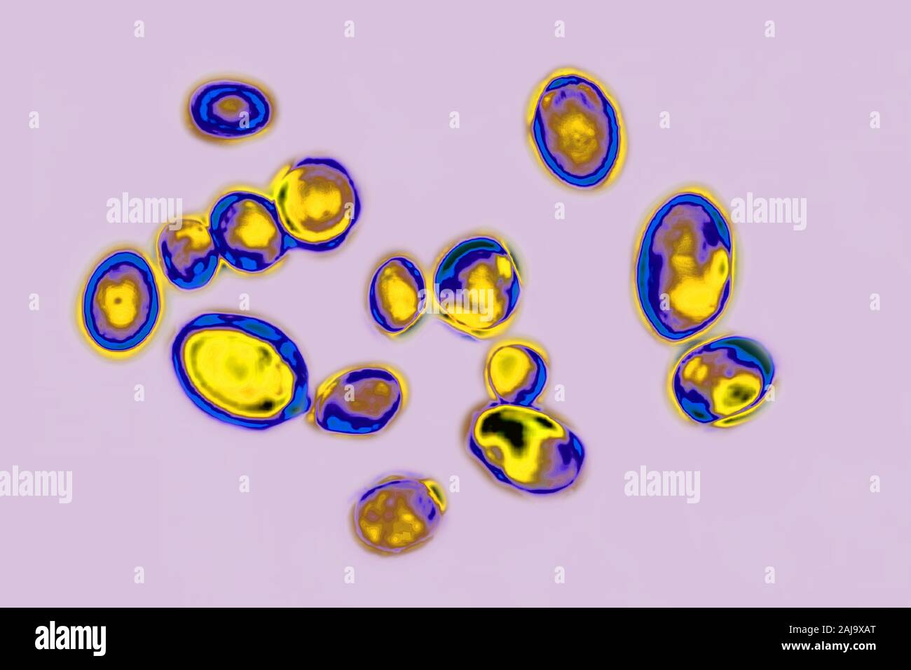 Candida auris Foto Stock